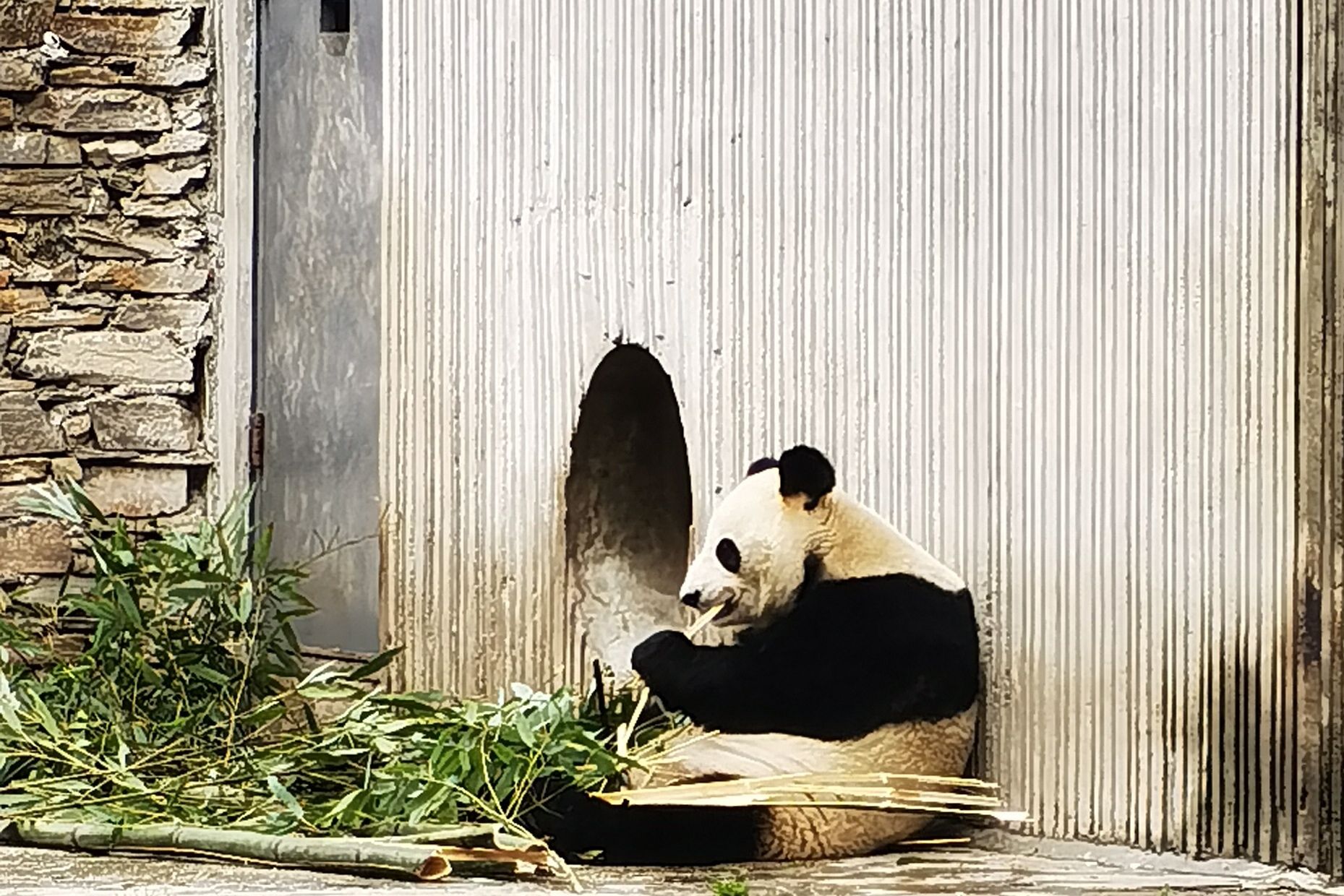 卧龙中华大熊猫苑神树坪基地旅行图片
