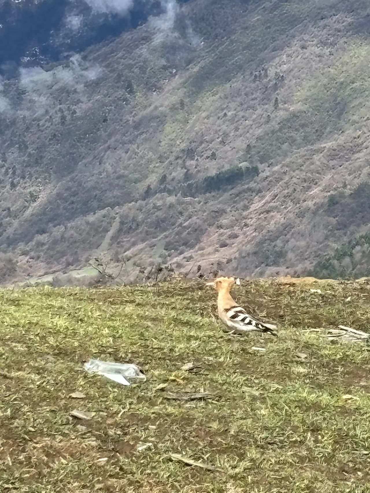 卧龙中华大熊猫苑神树坪基地旅行图片