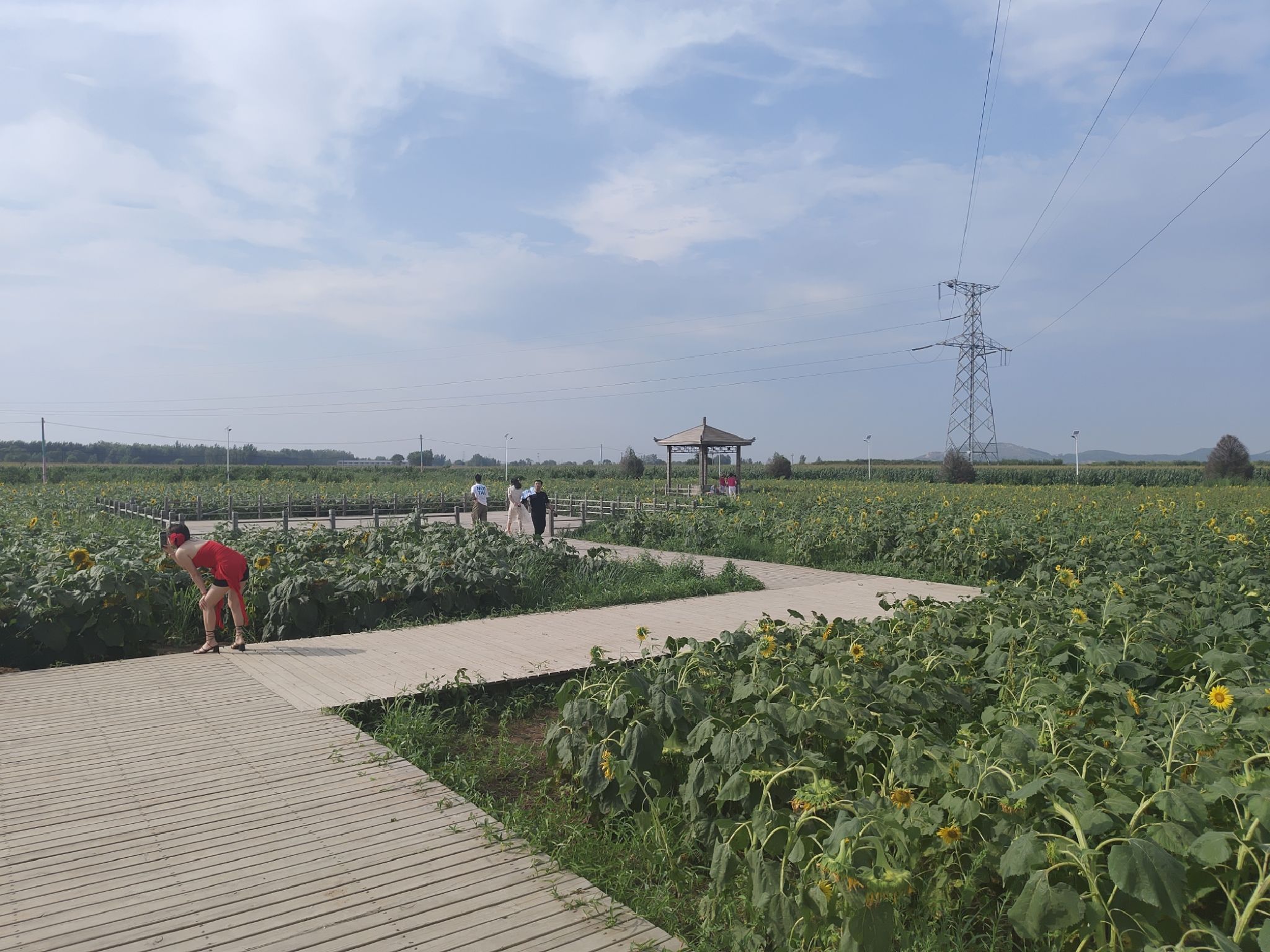 葵花小镇