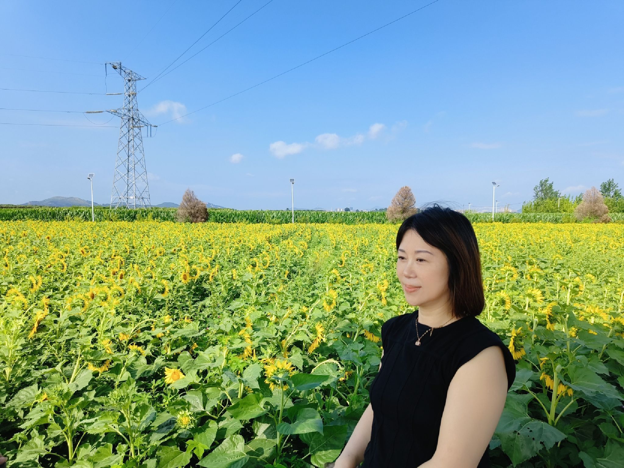 葵花小镇旅行图片