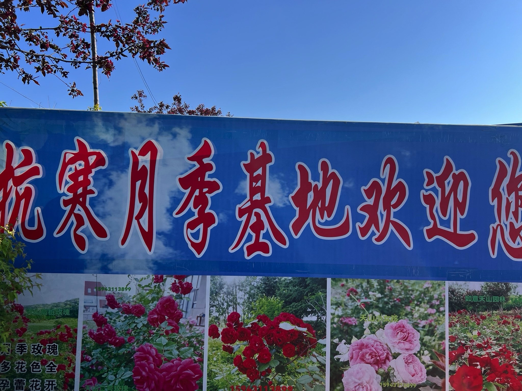 抗寒月季花基地