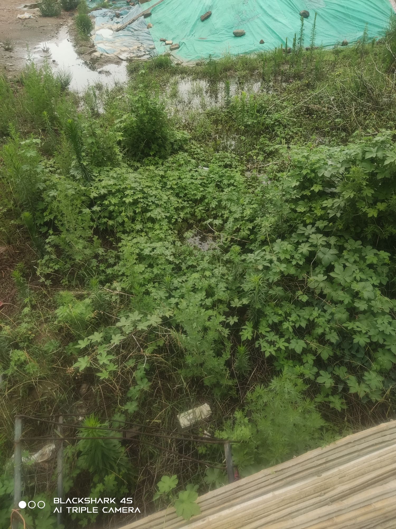 槐河千岛湿地