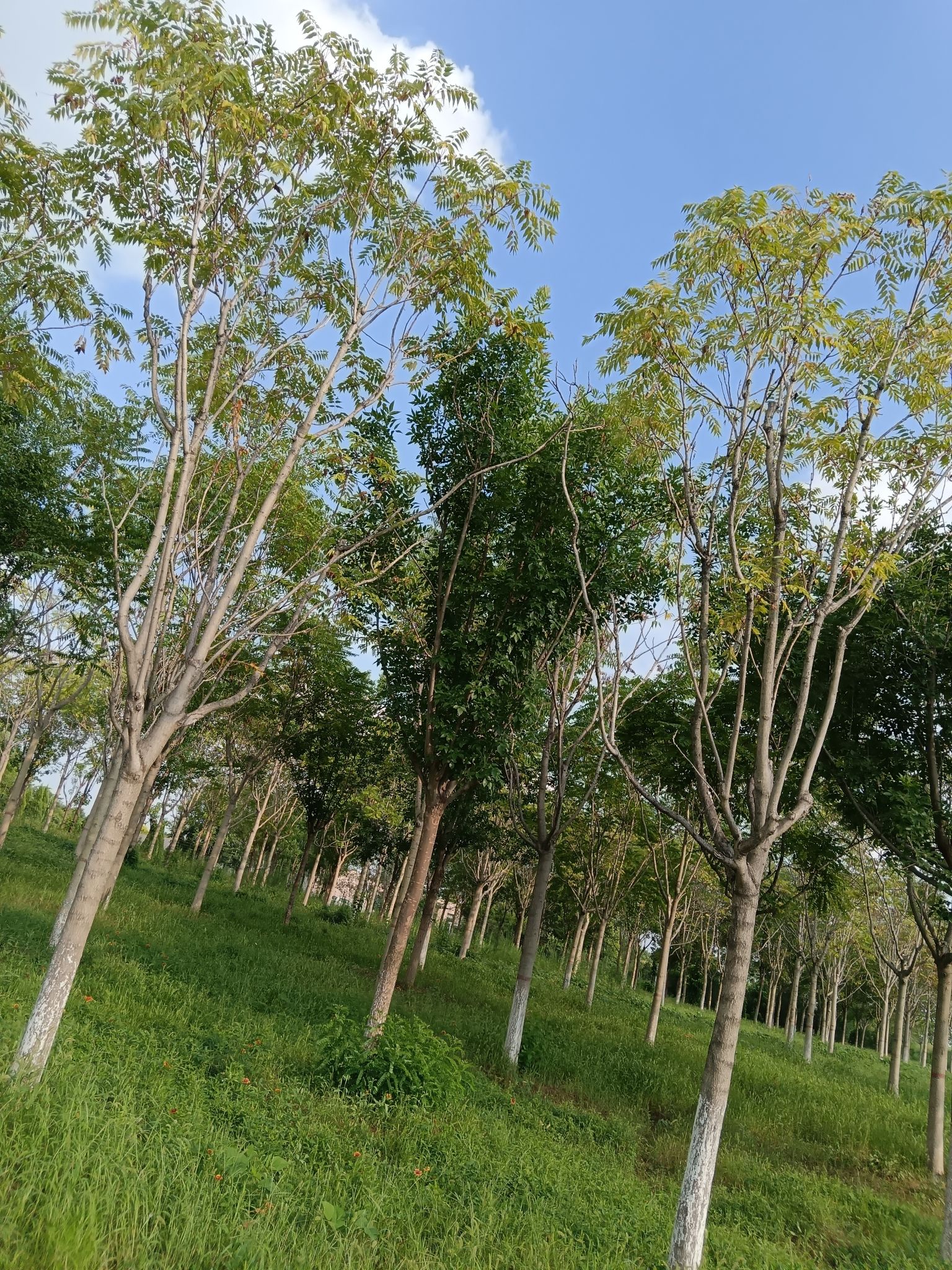 唐山花海中区