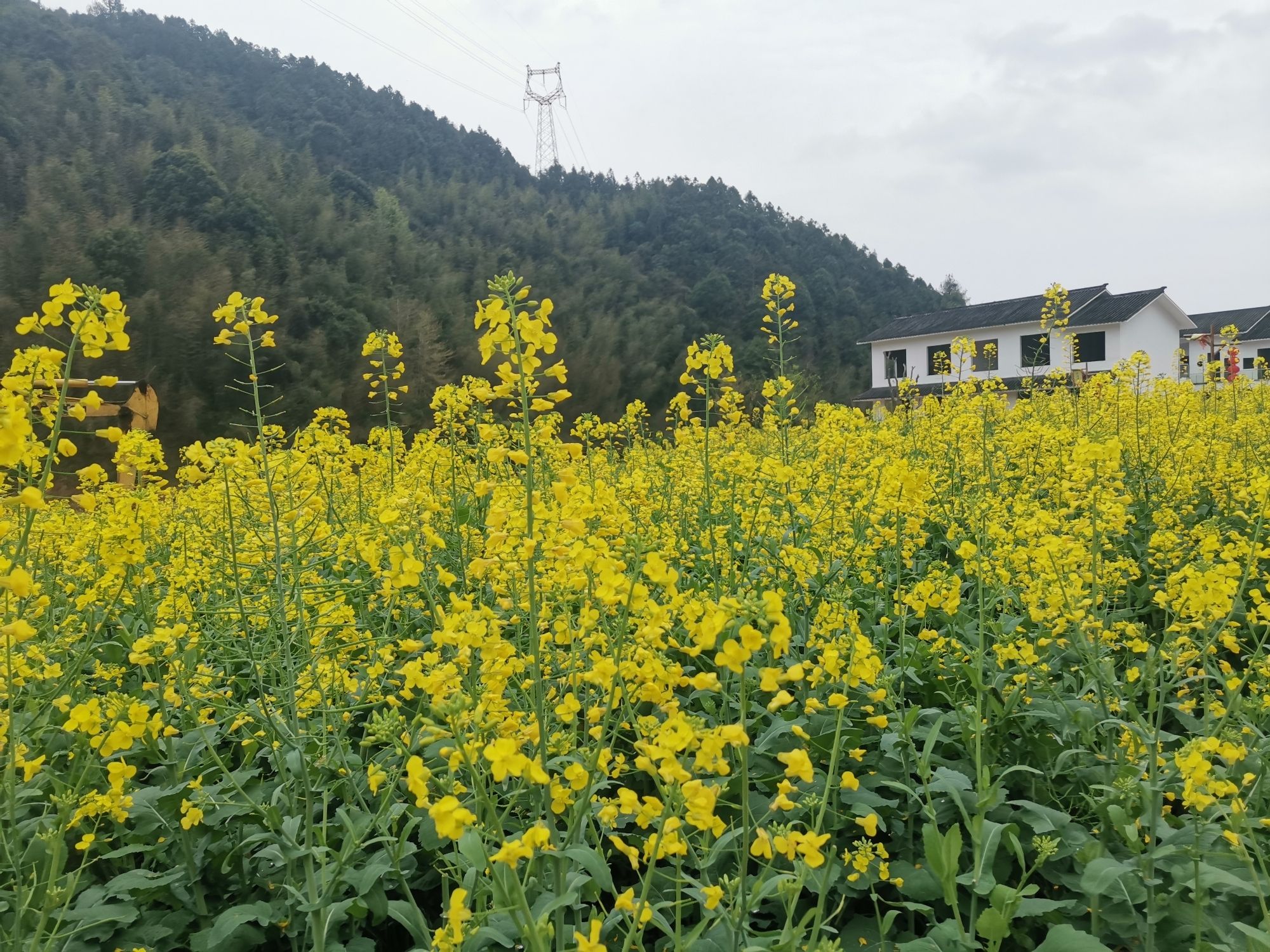 天龙山景区旅行图片