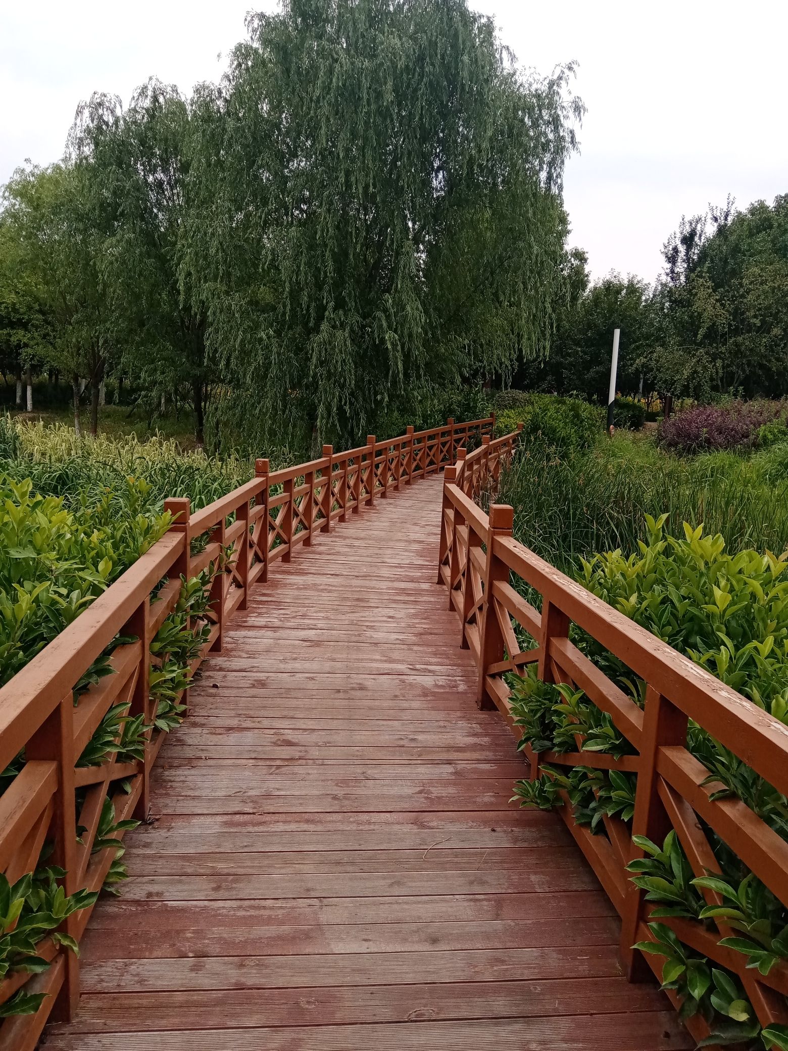 湿地植物园