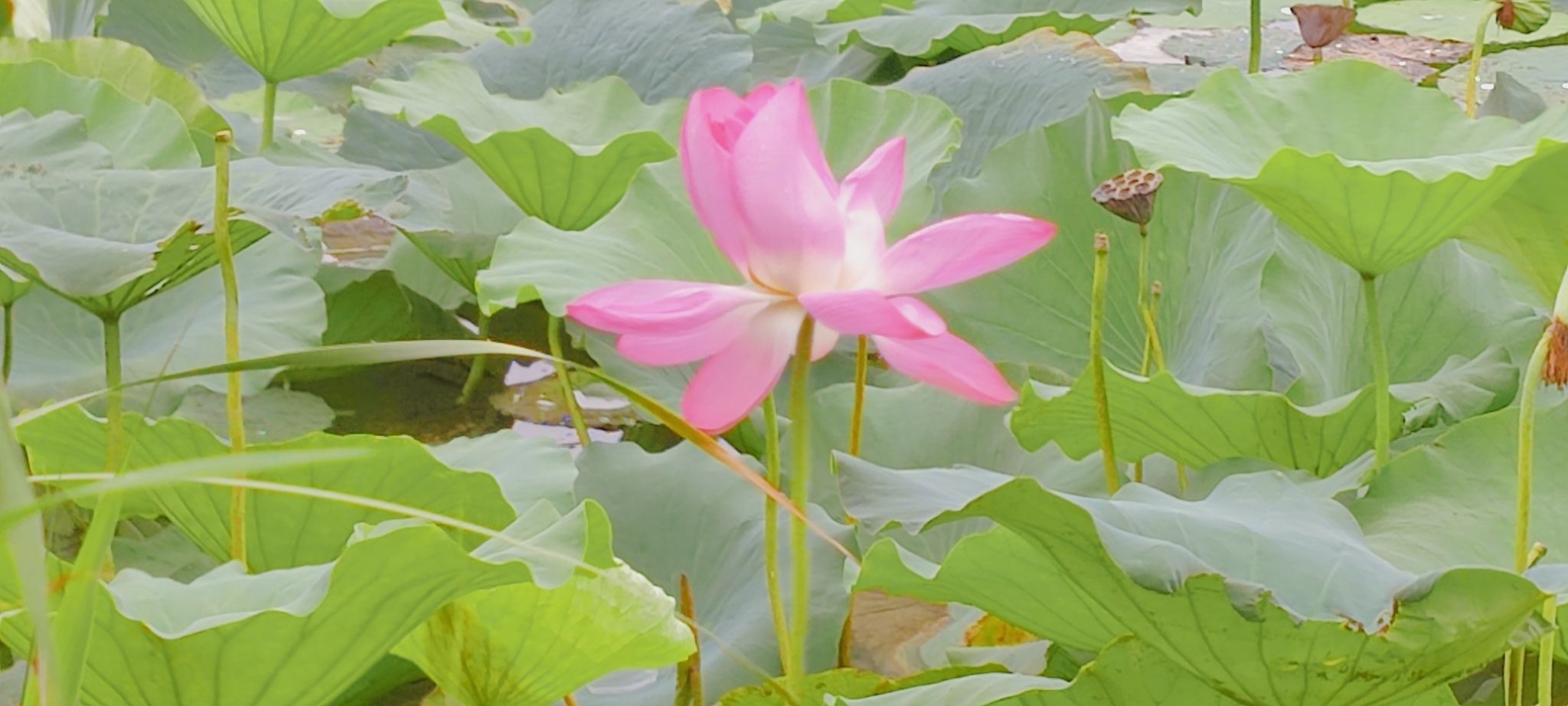 荷花池
