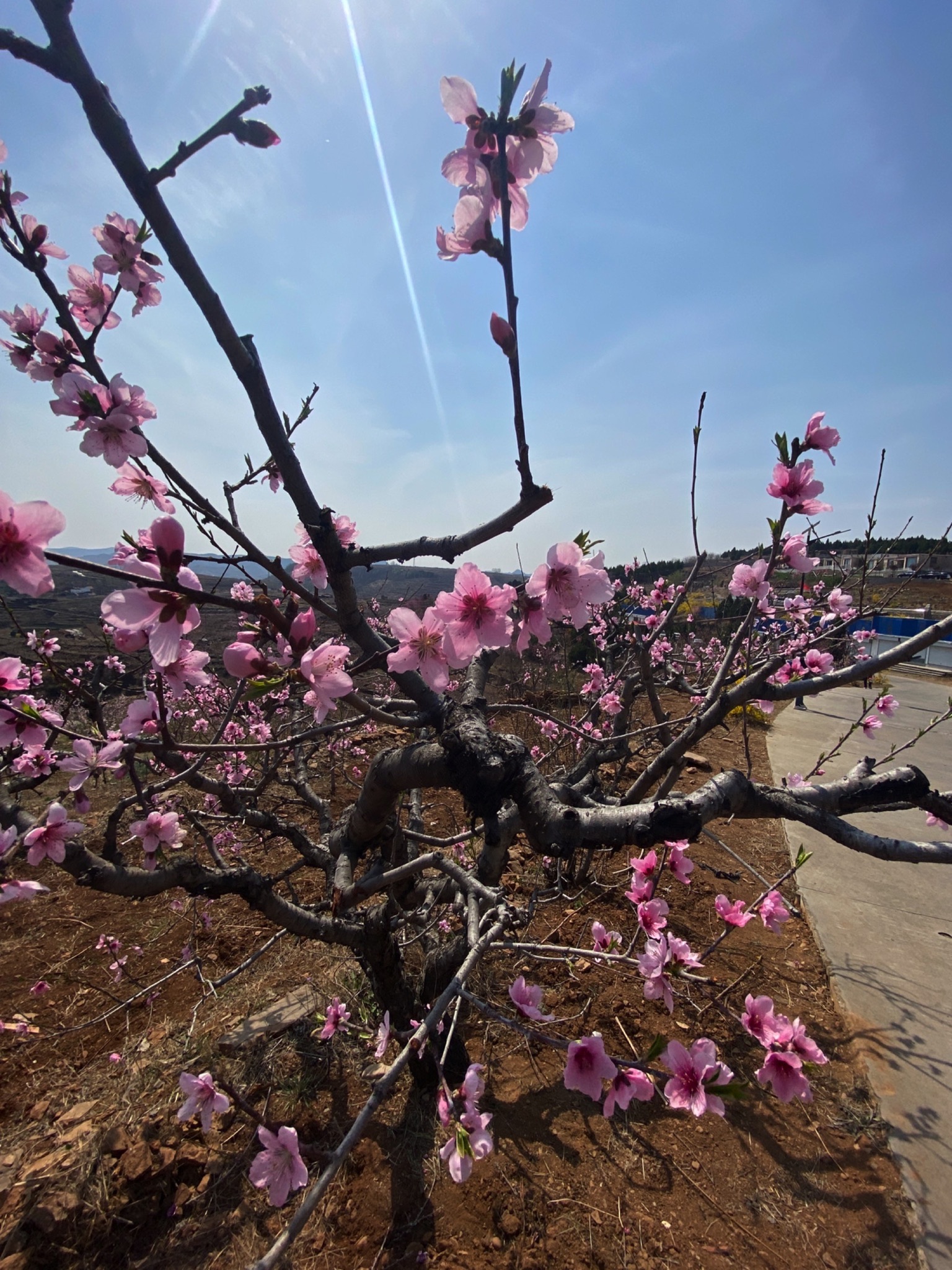 桃花山