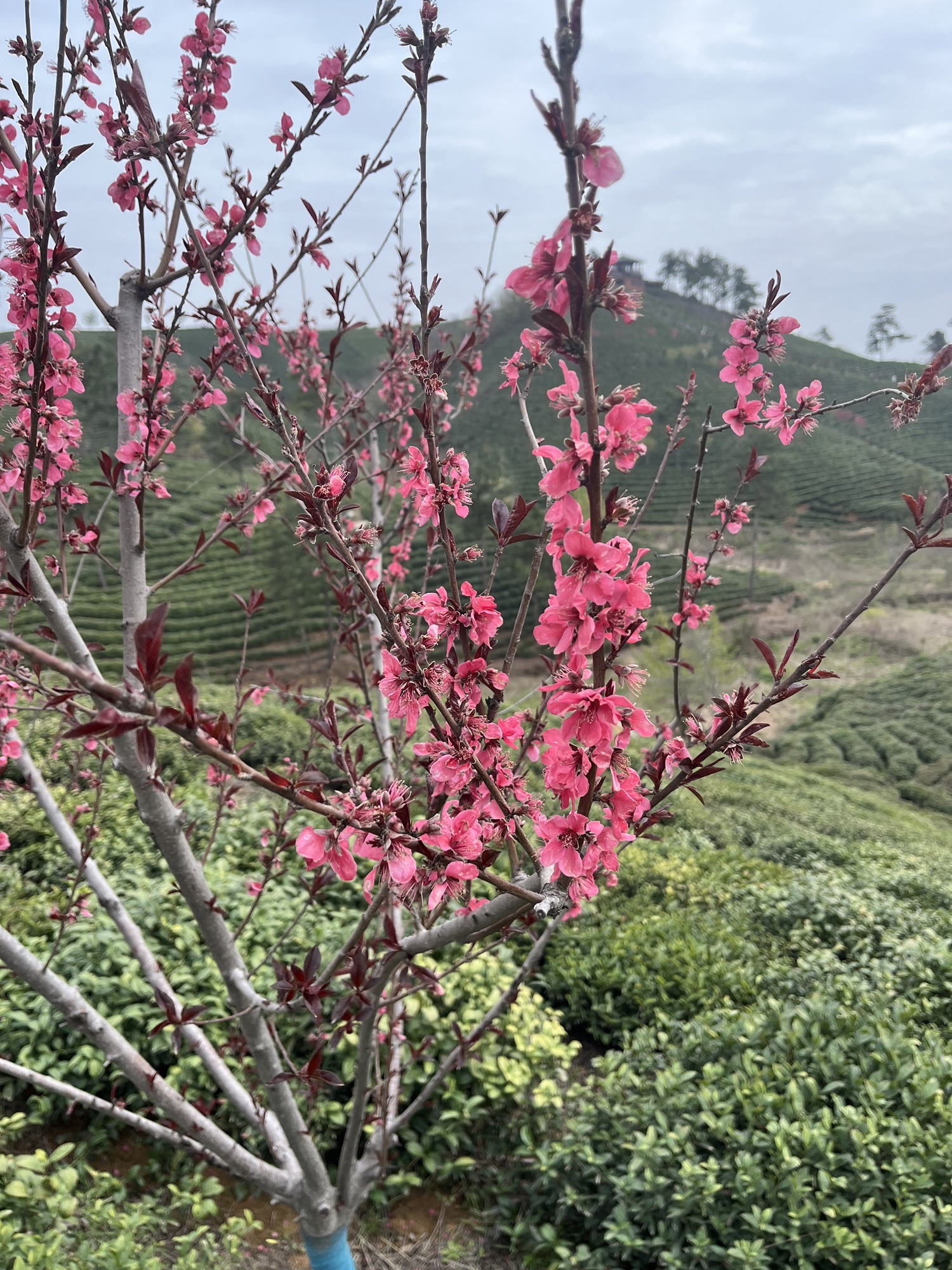 架子山公园