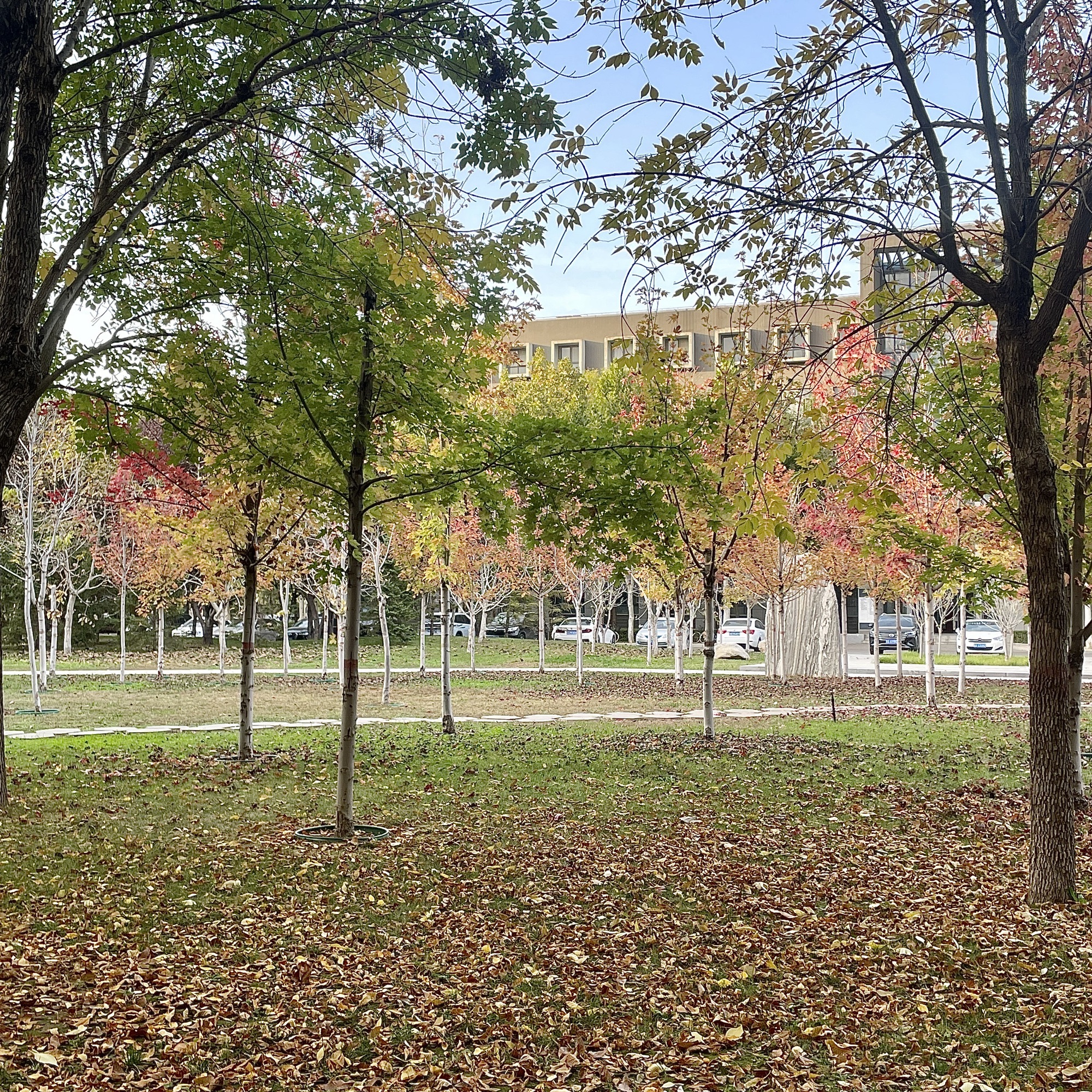 河北师范大学(新校区)-小树林