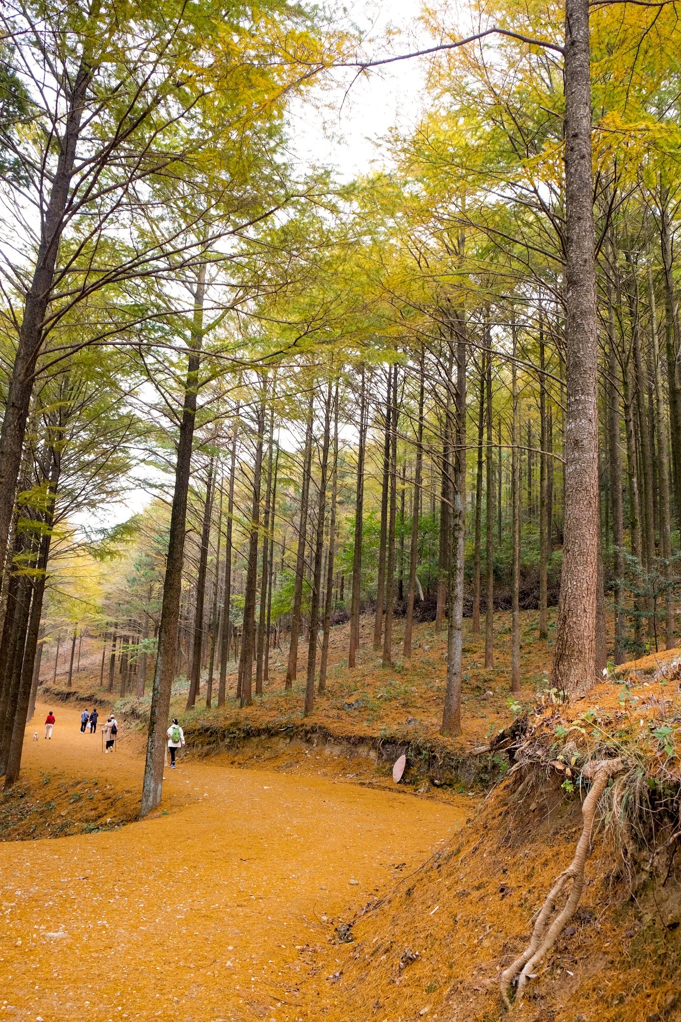 乌岩岭黄金古道