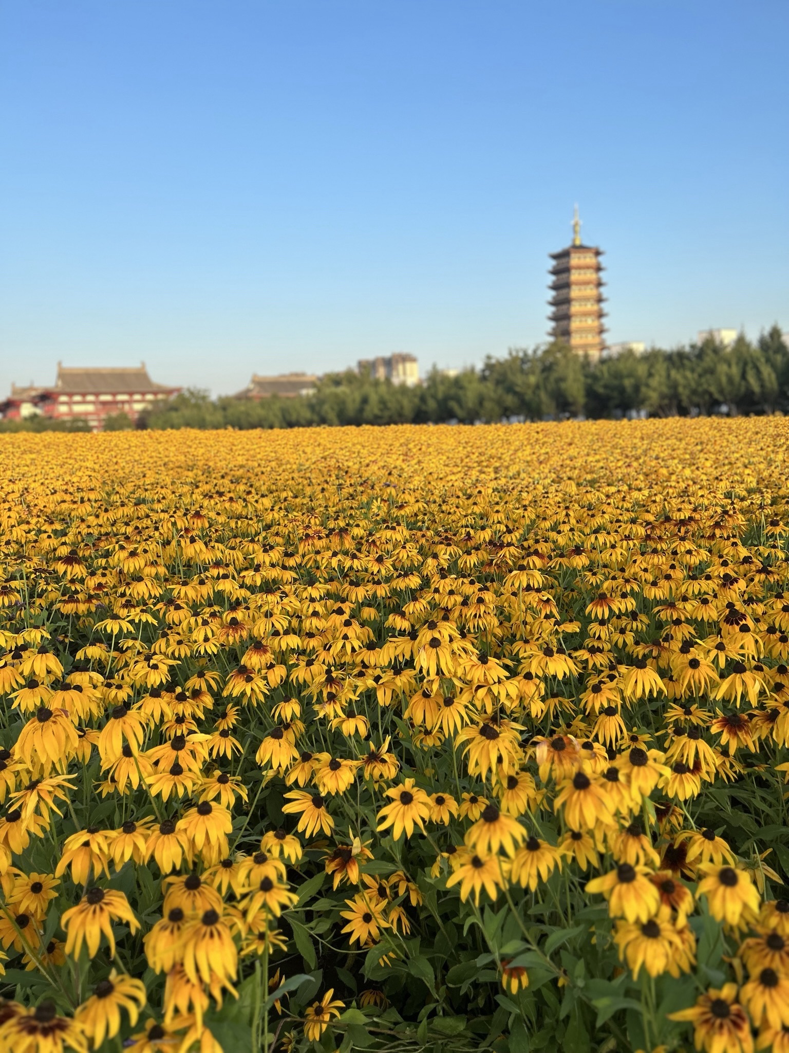 北湖花海