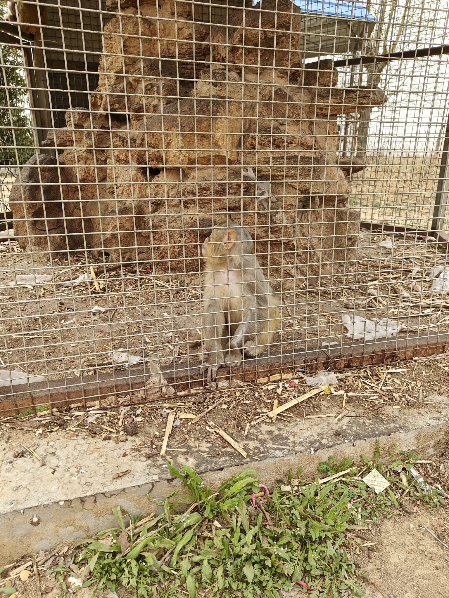 东良镇动物园旅行图片