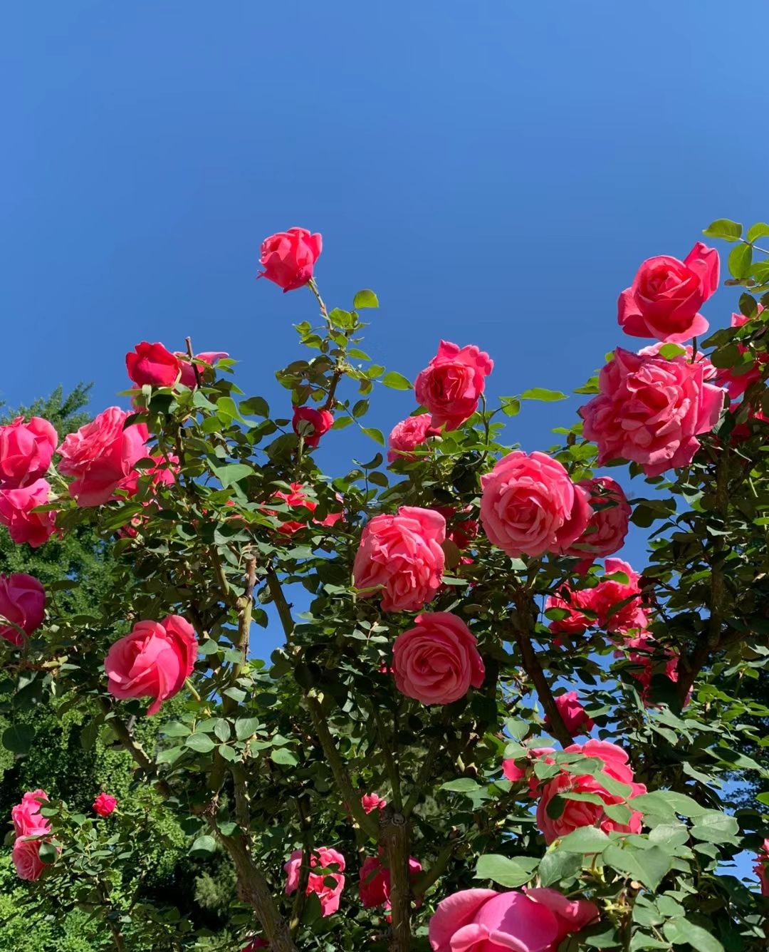 花溪谷