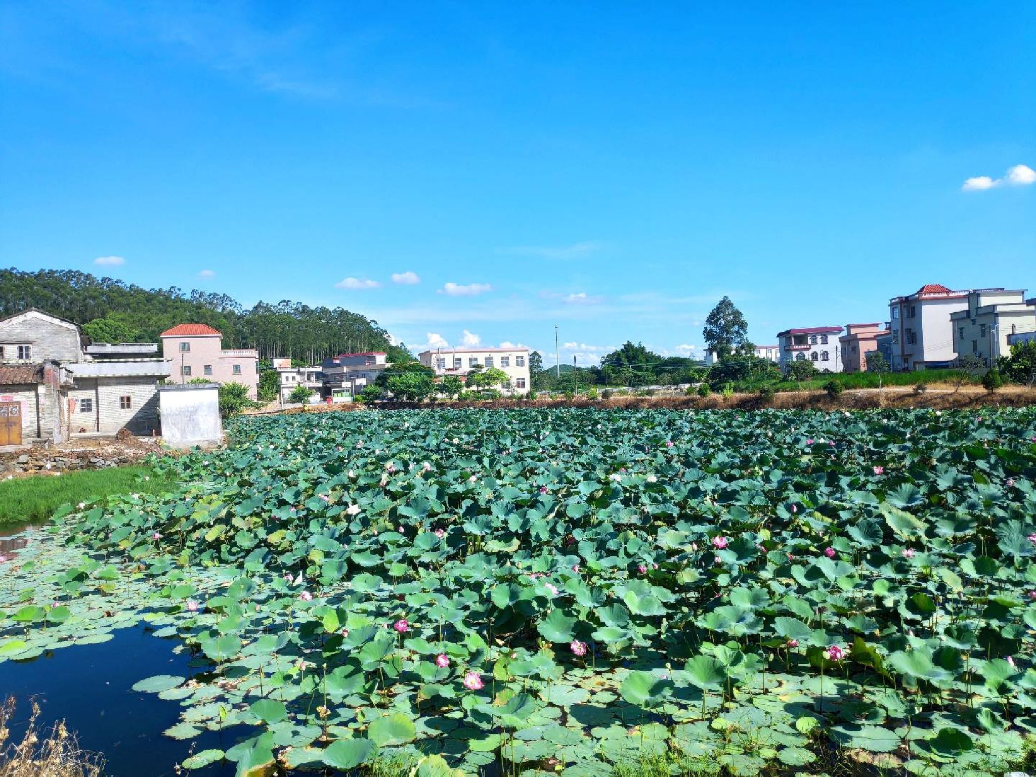双合井岗山花海