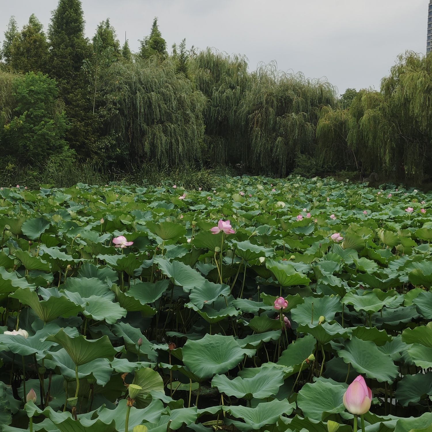 龙潭公园旅行图片