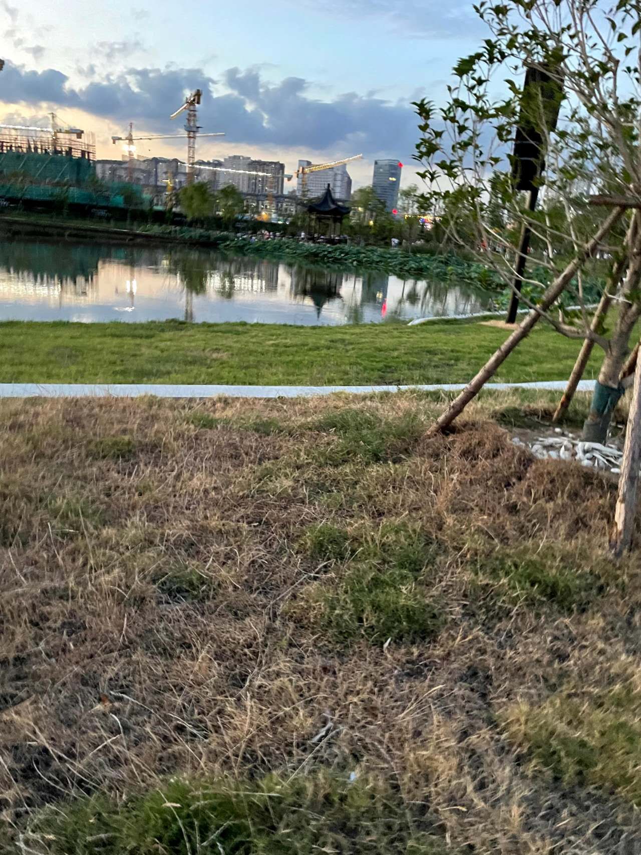荷湖公园旅行图片