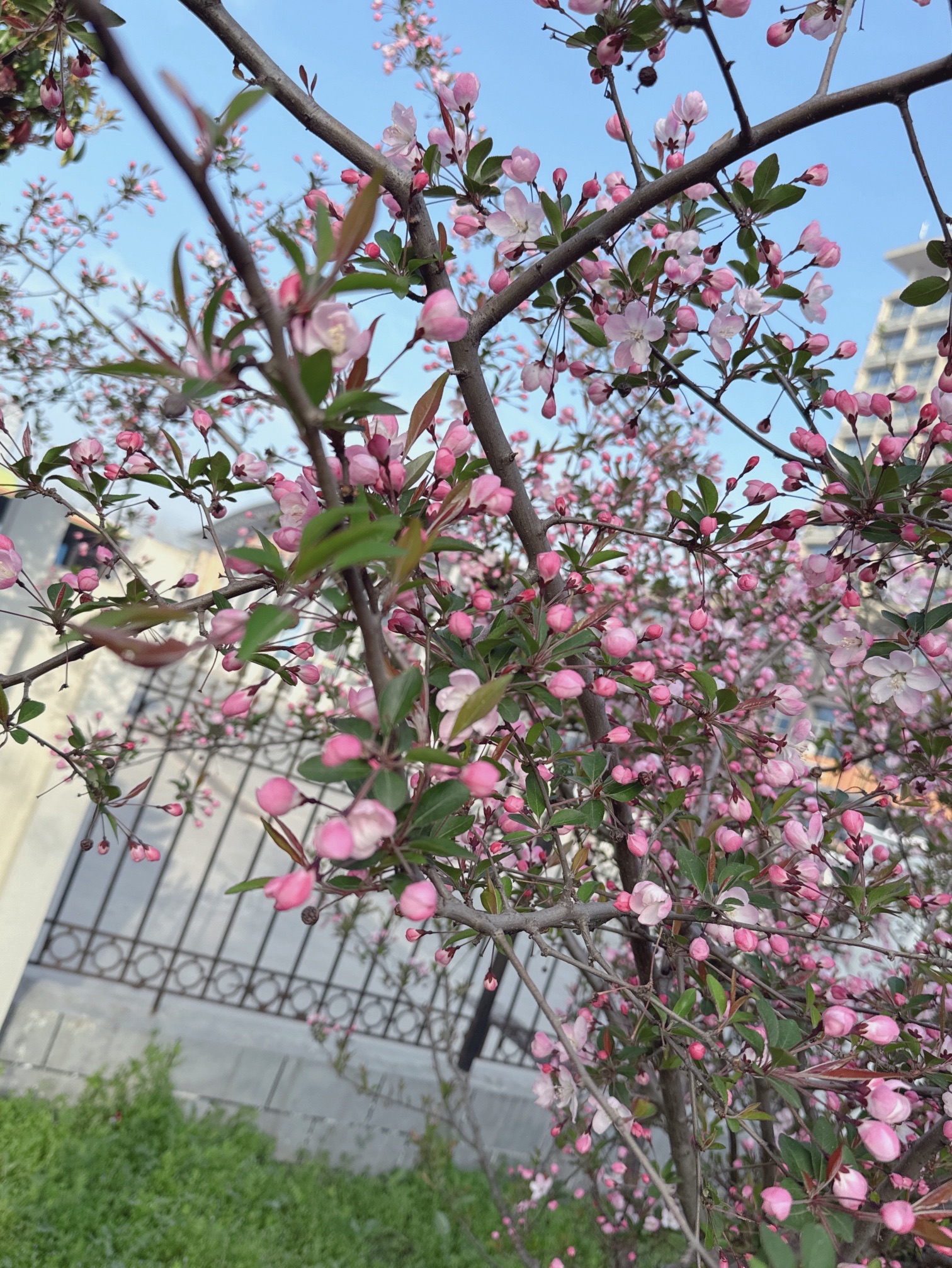 荷湖公园旅行图片