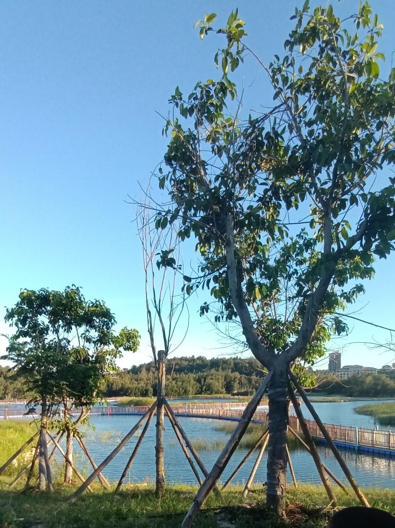 紫玉湖湿地公园