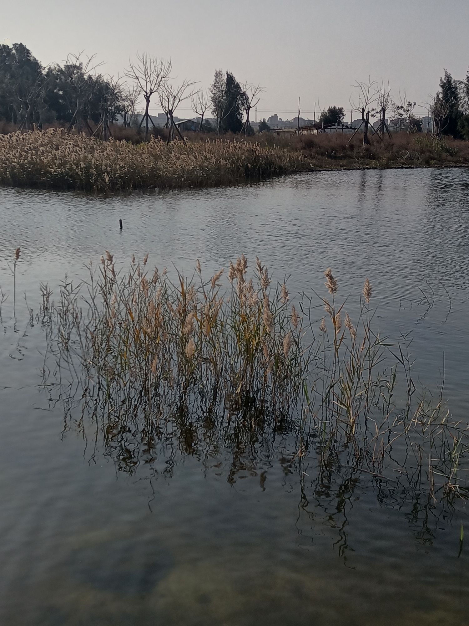 紫玉湖湿地公园旅行图片