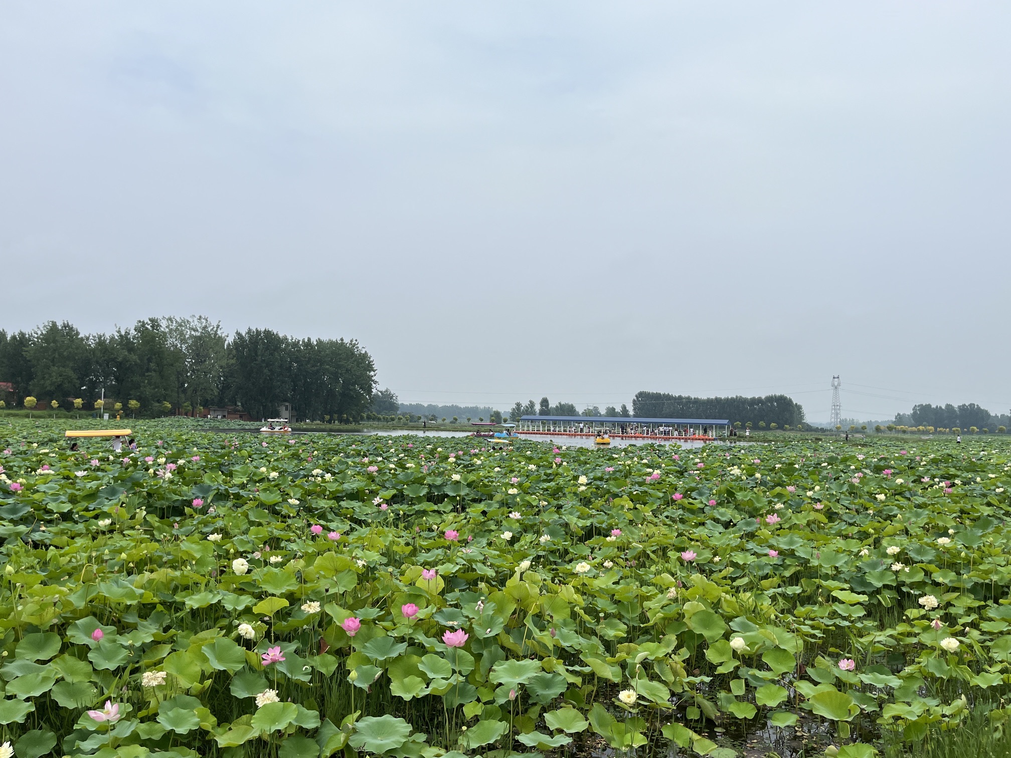 豫见江南四季花海