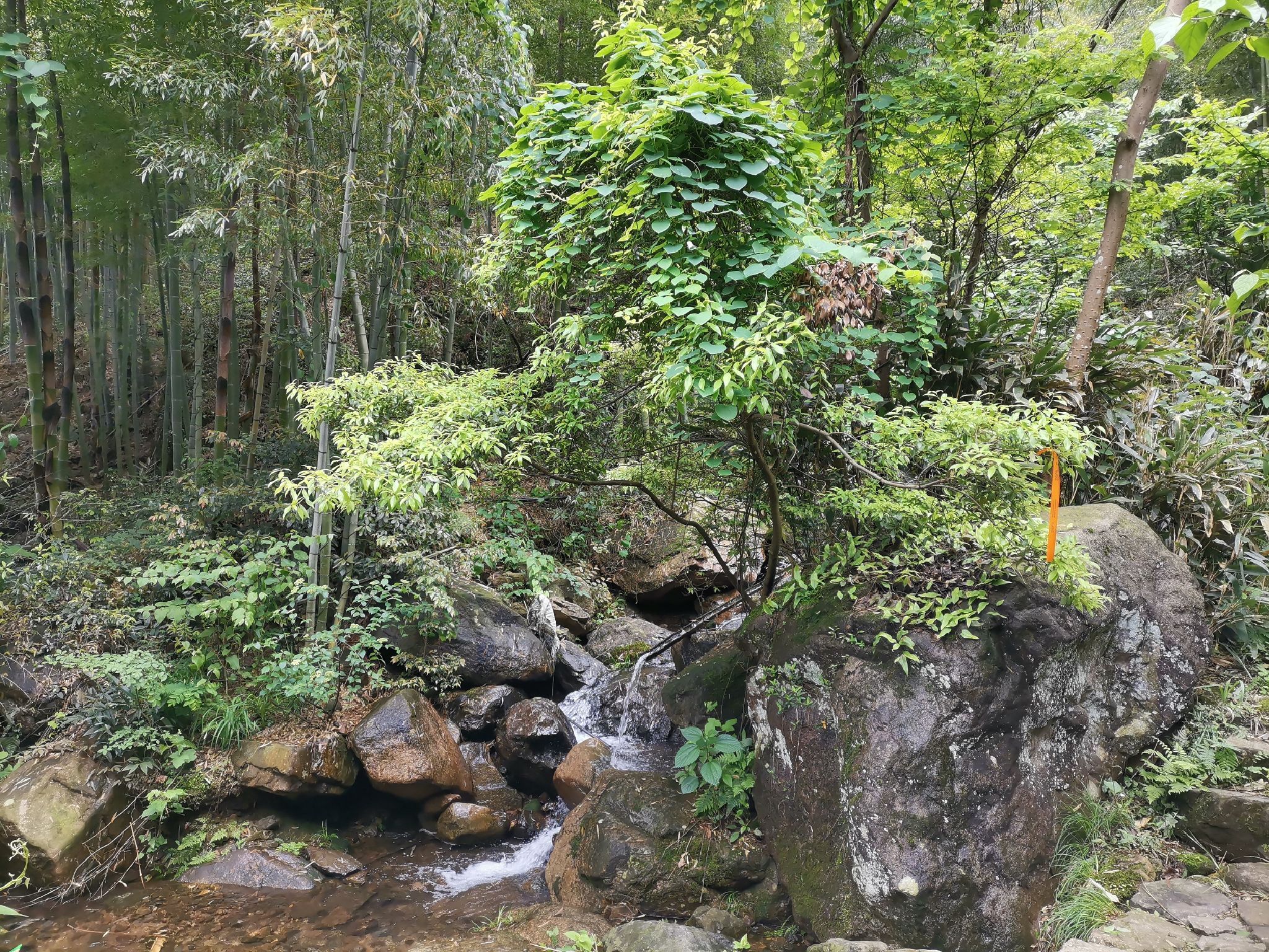 百丈平天堂森林古道