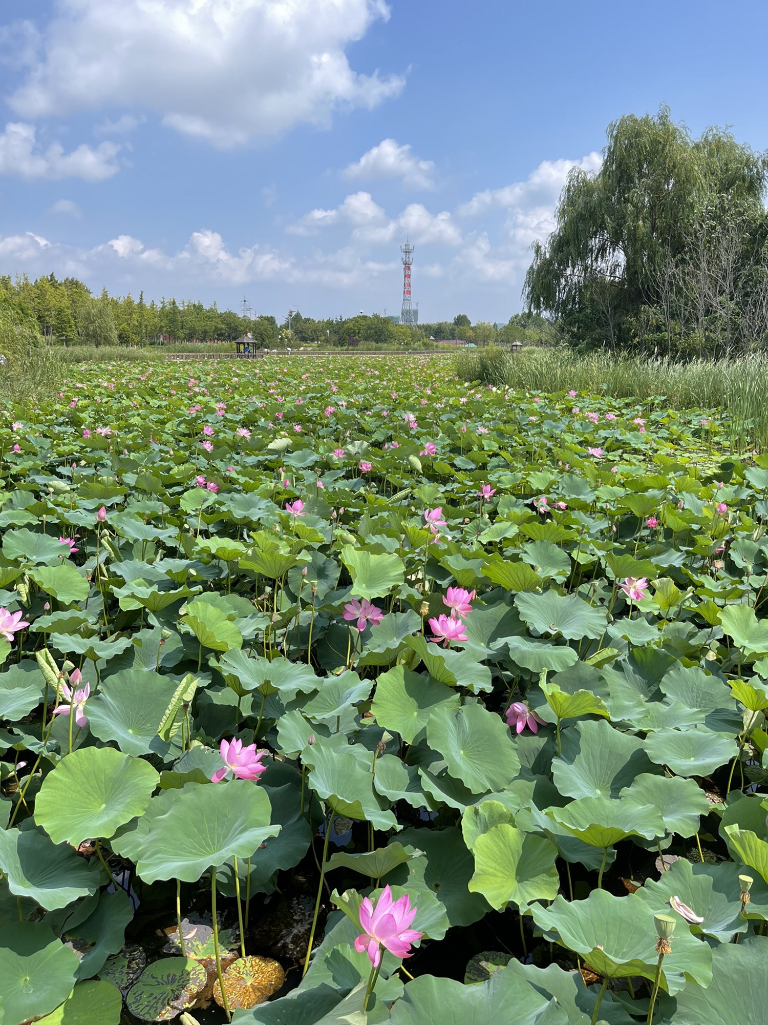 羊亭河湿地公园旅行图片