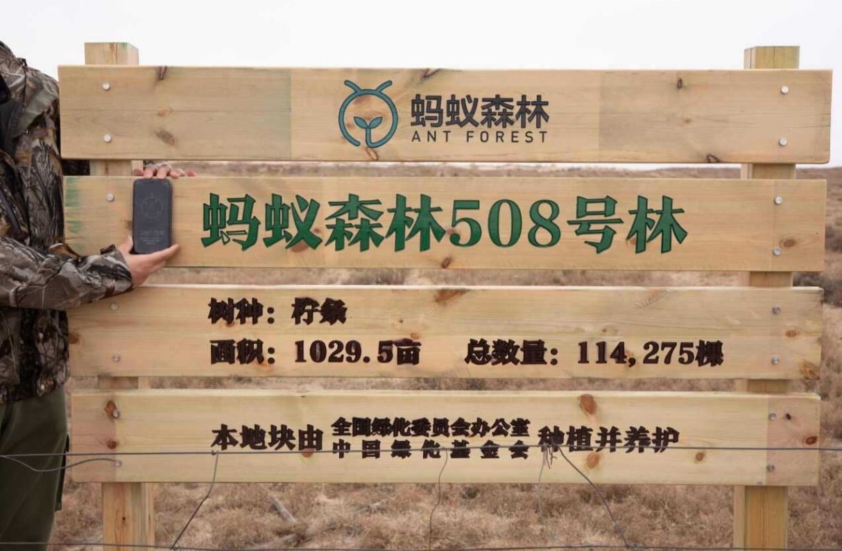 蚂蚁森林508号林·柠条