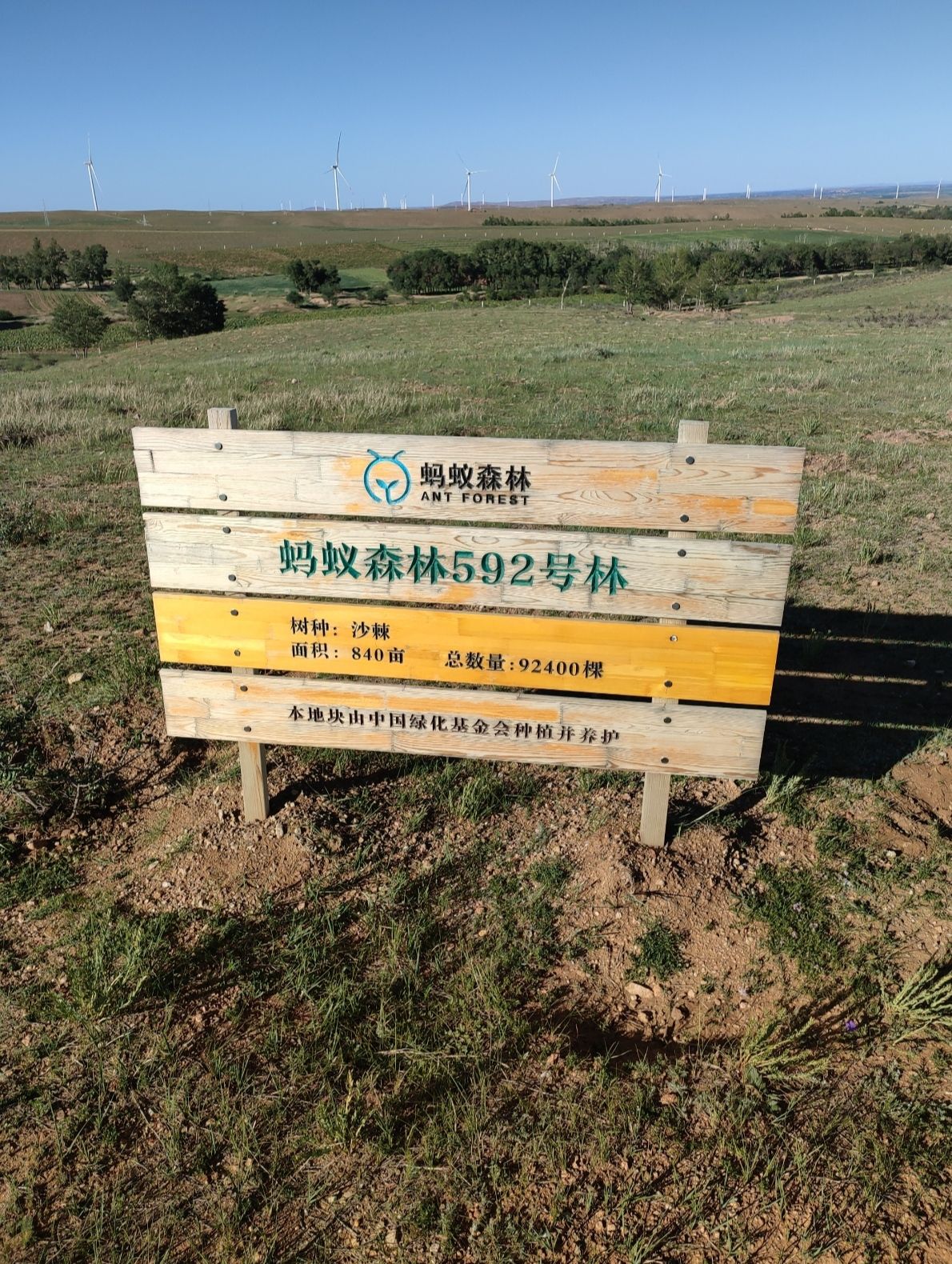 蚂蚁森林592号林-2·沙棘