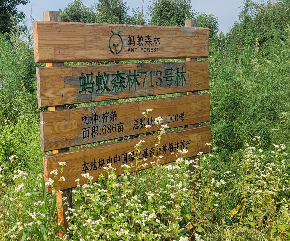 蚂蚁森林713号林·柠条