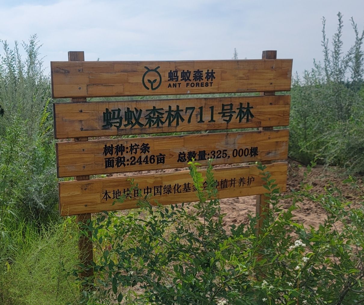 蚂蚁森林711号林·柠条