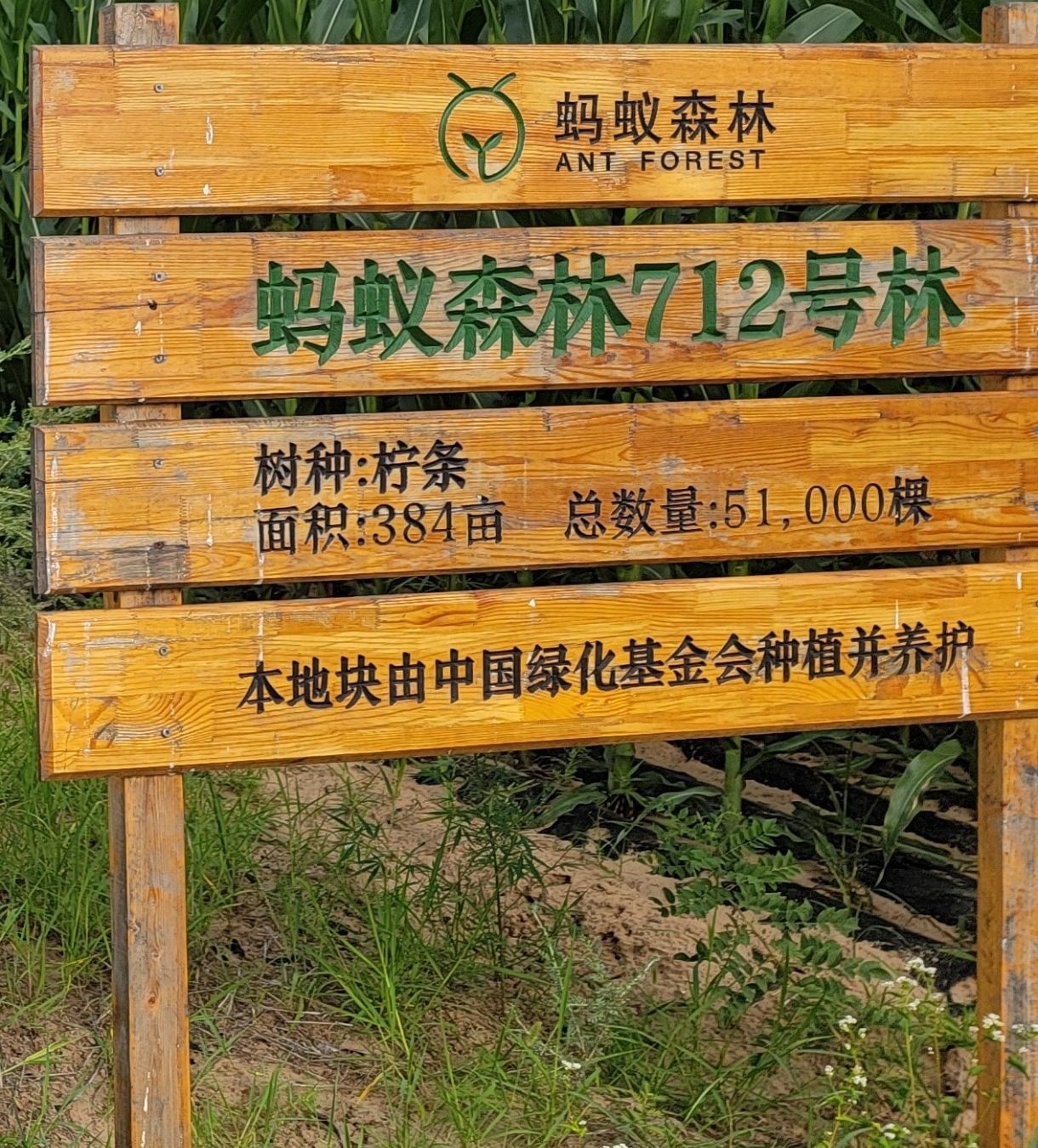 蚂蚁森林712号林·柠条
