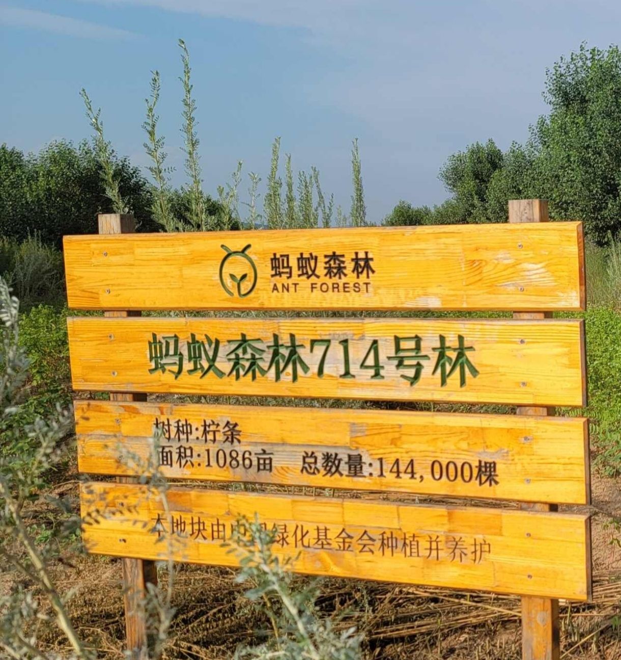 蚂蚁森林714号林·柠条
