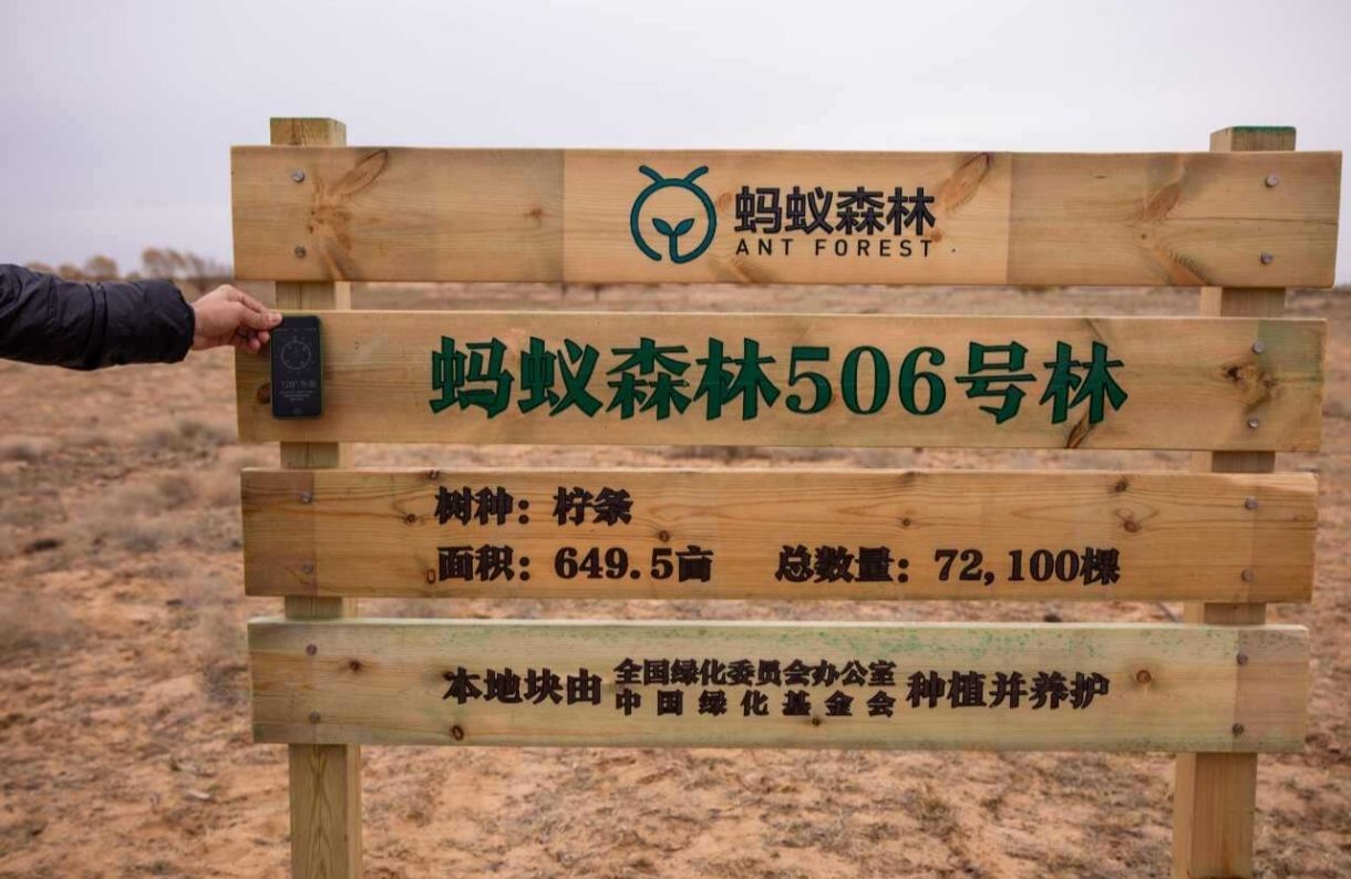 蚂蚁森林506号林·柠条