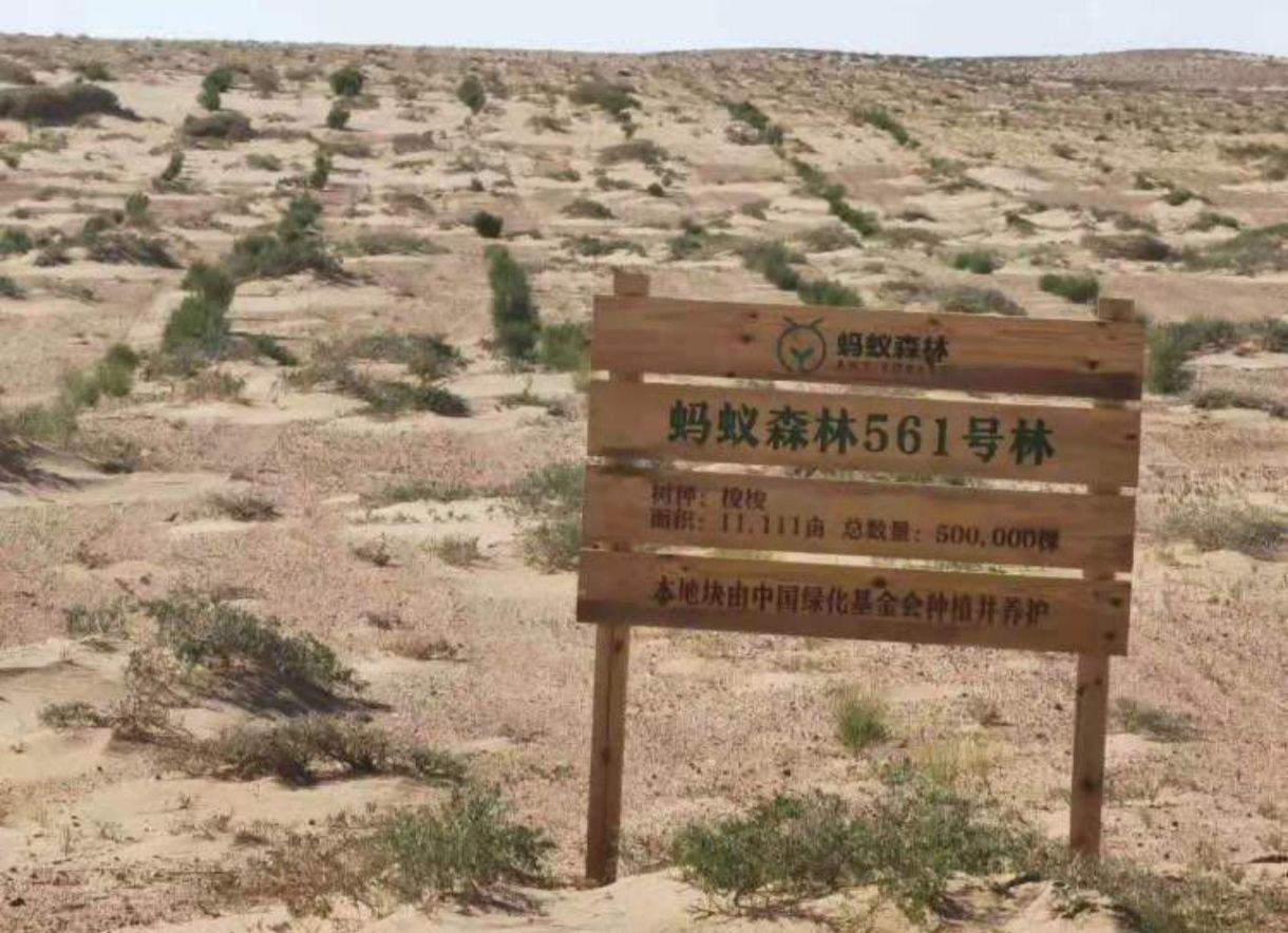 蚂蚁森林561号林-5·梭梭