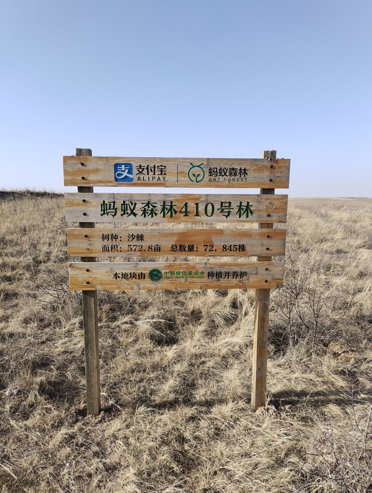 蚂蚁森林410号林·沙棘