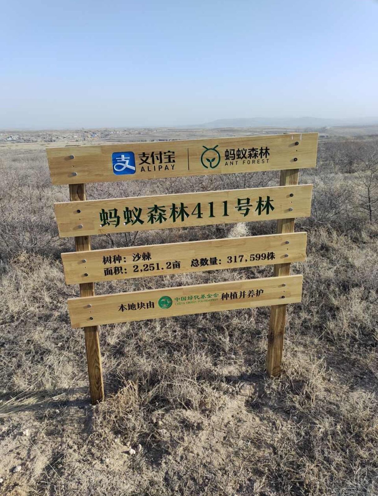 蚂蚁森林411号林·沙棘