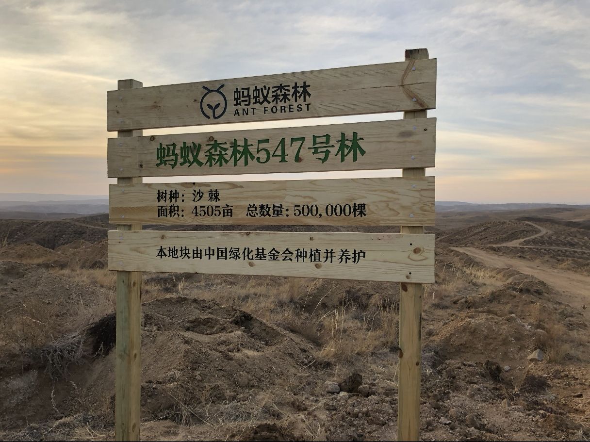 蚂蚁森林547号林·沙棘