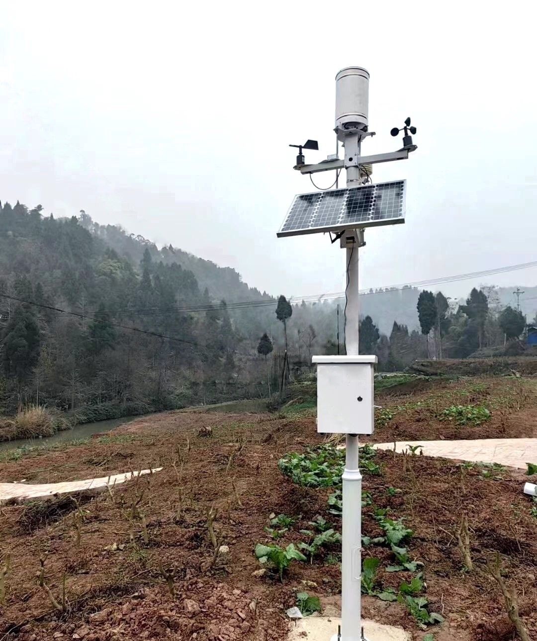 蚂蚁森林600号林·油松