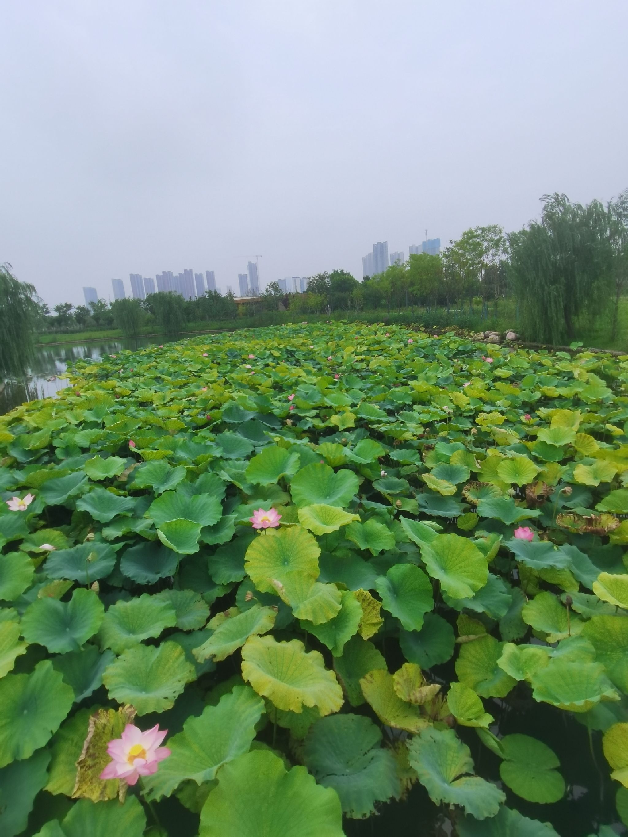 龙湖湿地公园