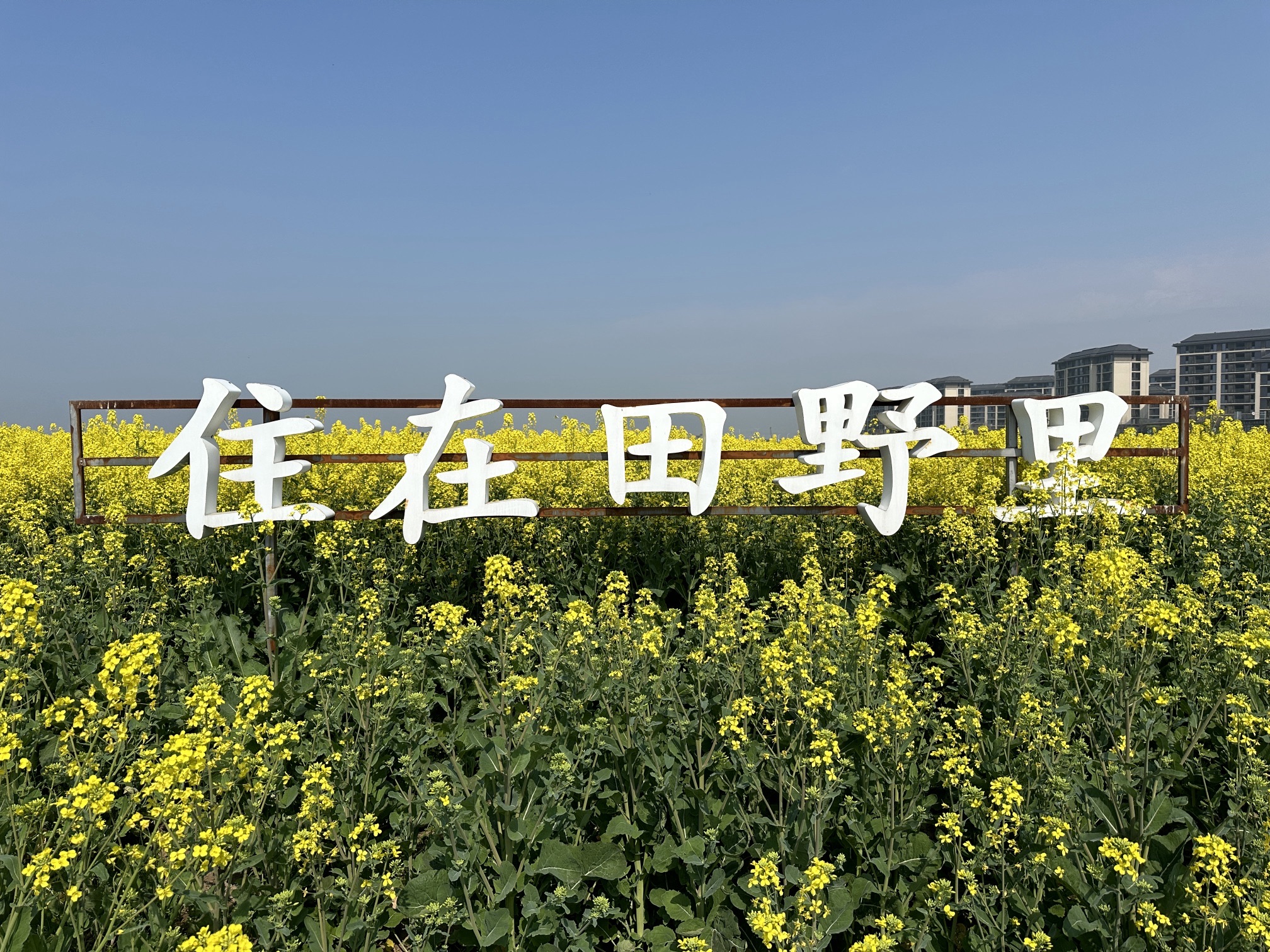 正大油菜花海