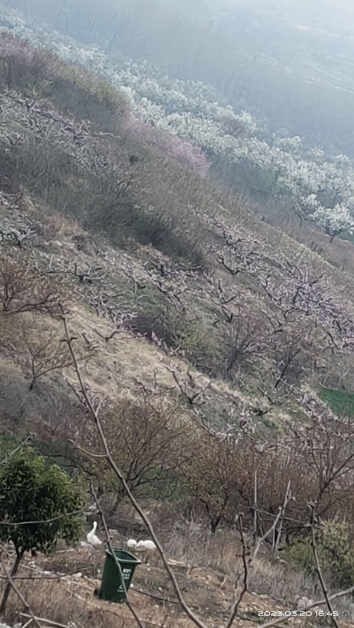 桃花谷