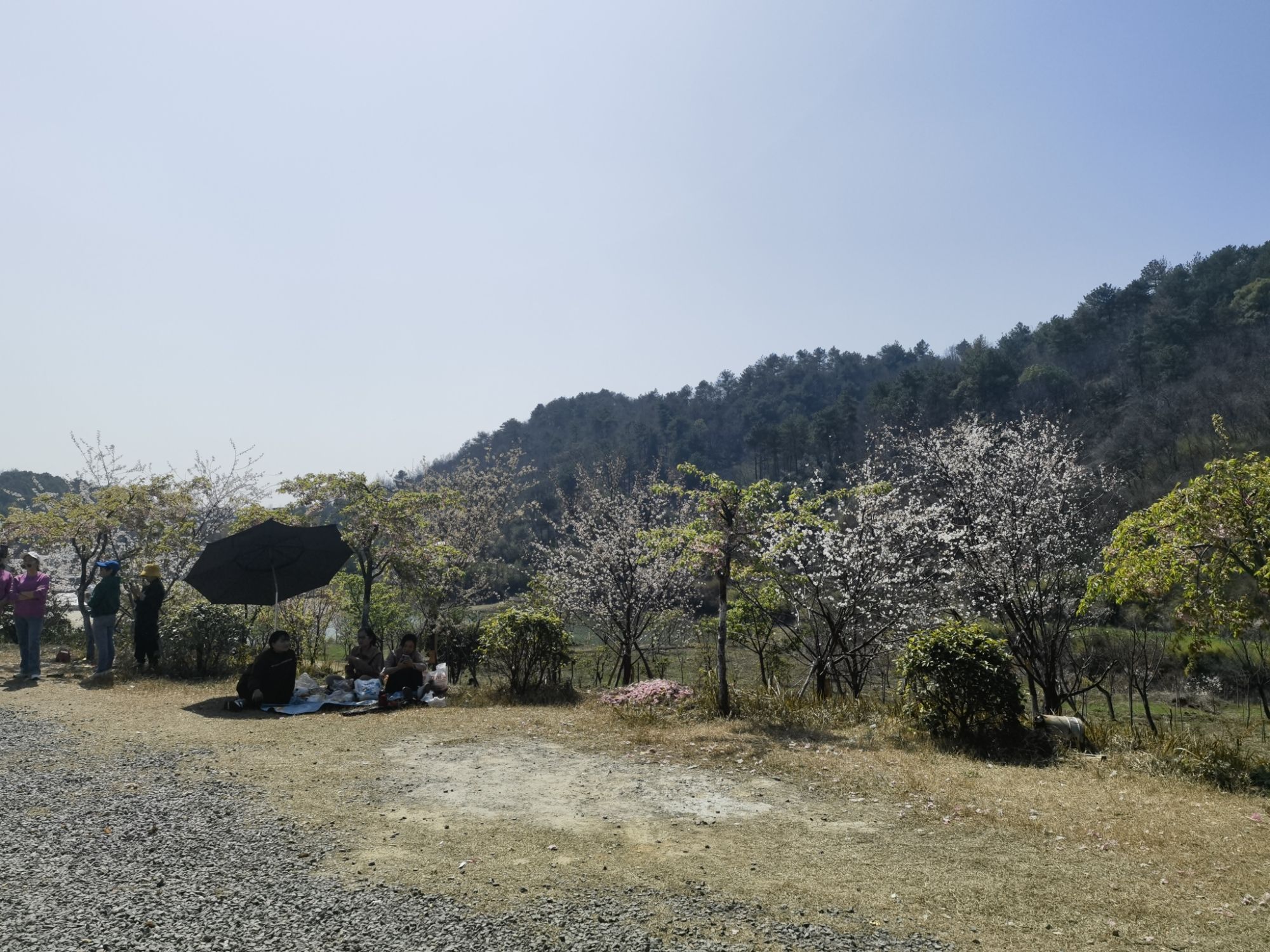 太浮山樱花谷