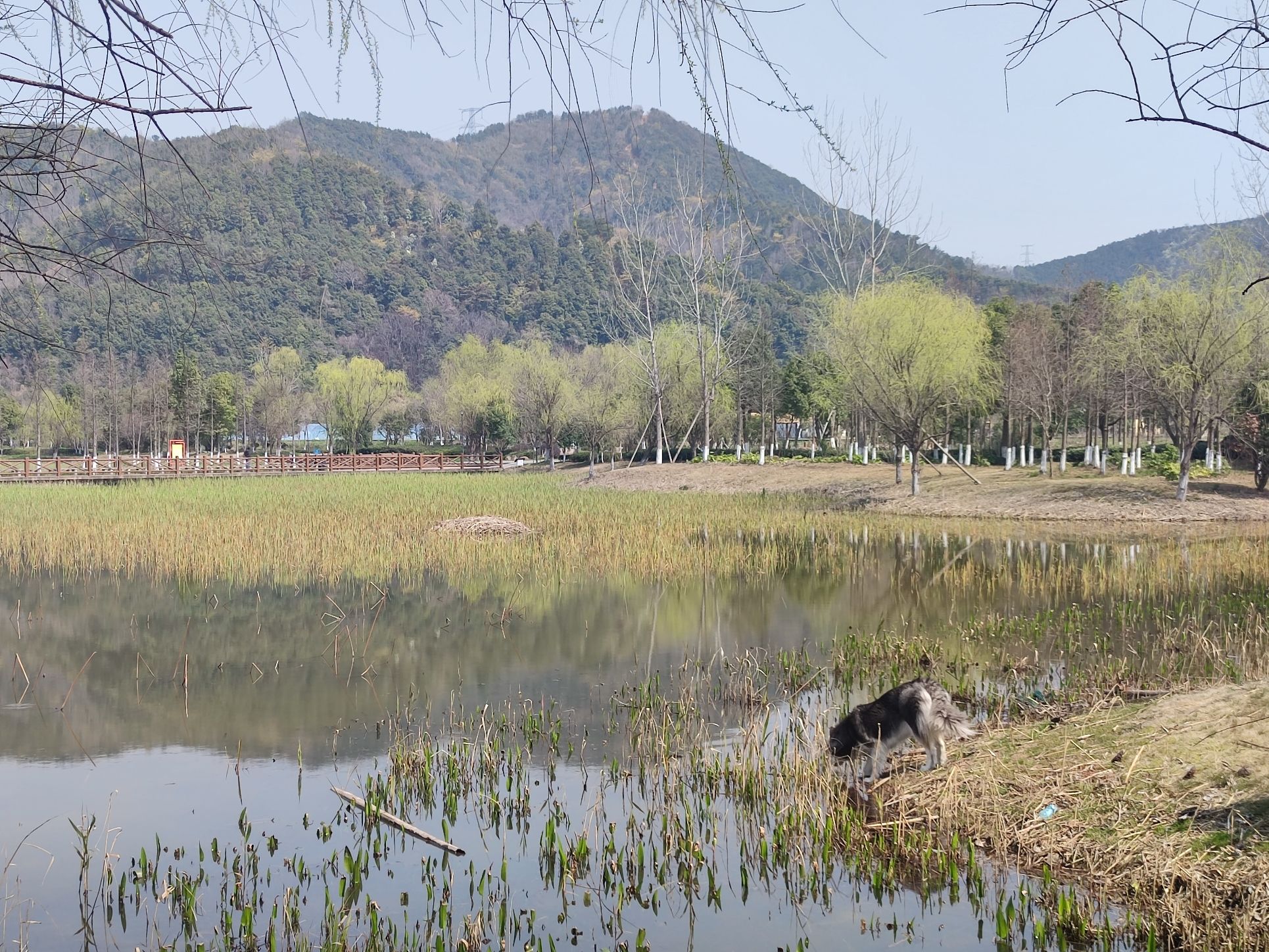 小浃江湿地示范园