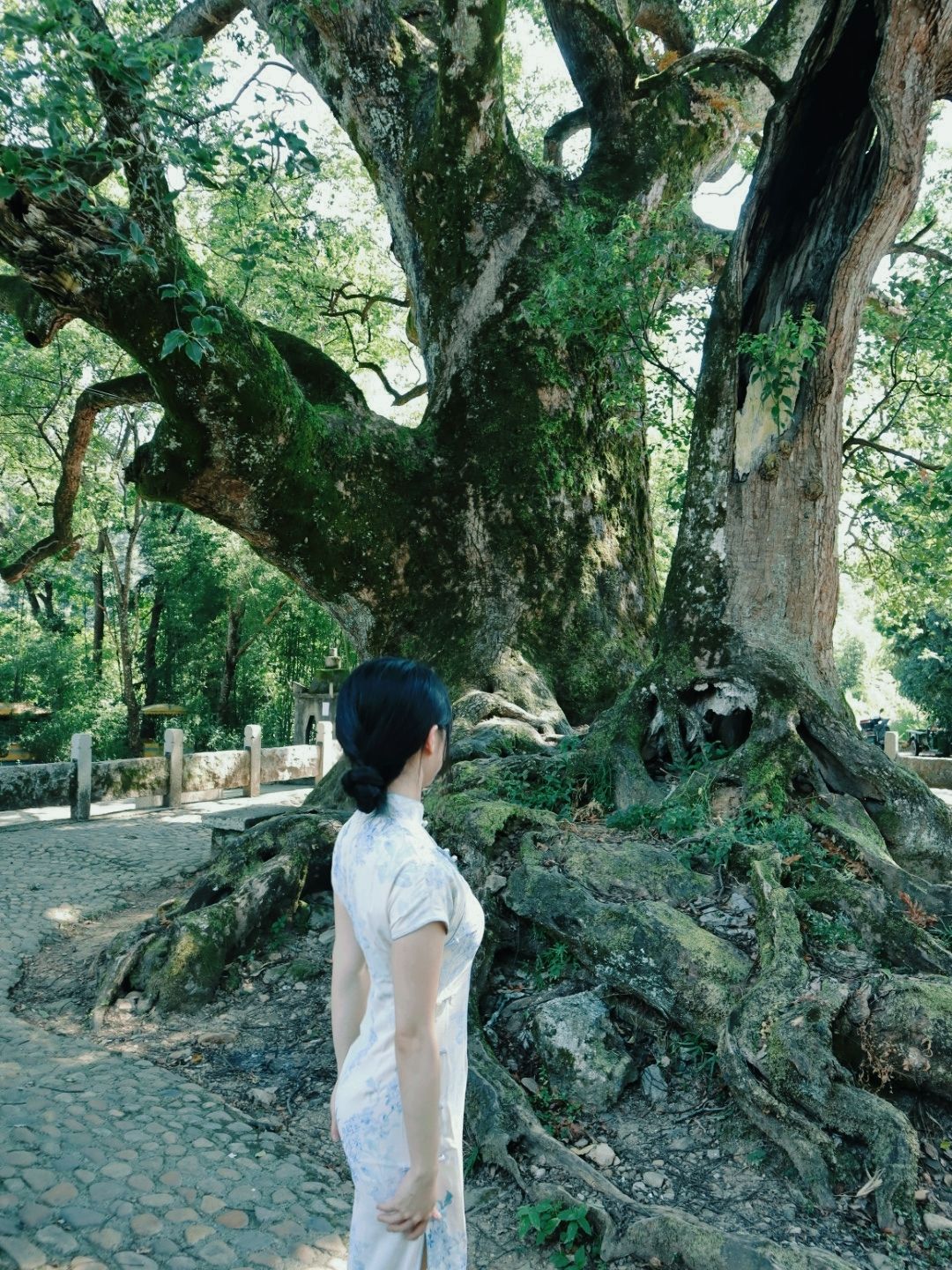 千年樟抱佛旅行图片