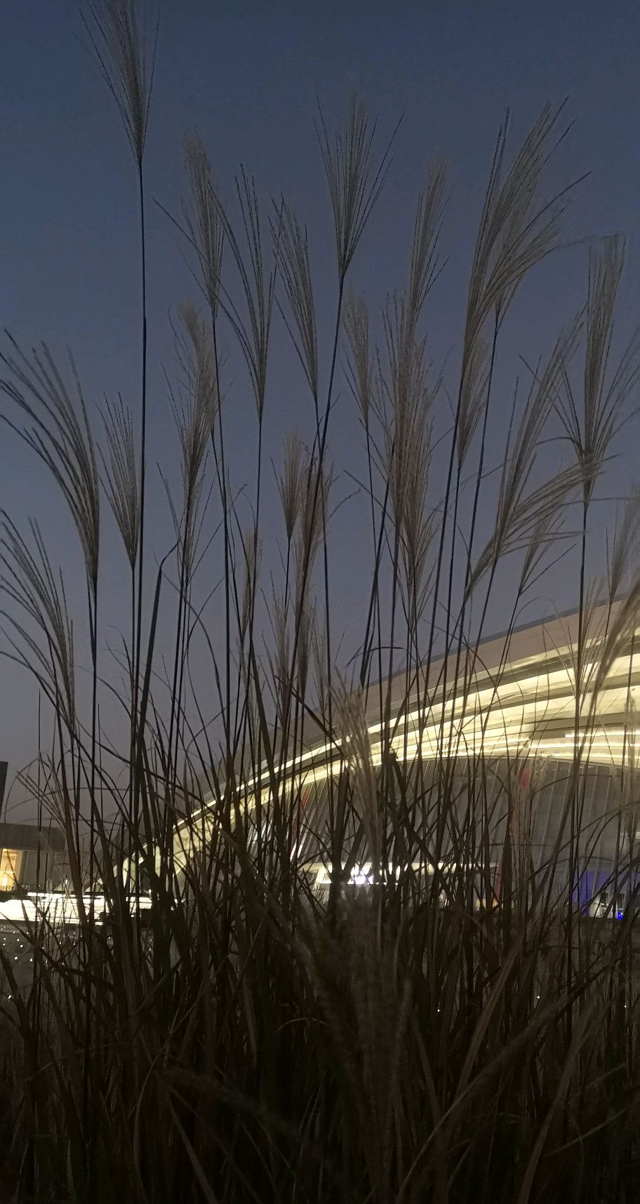 盐城湿地博物园旅行图片