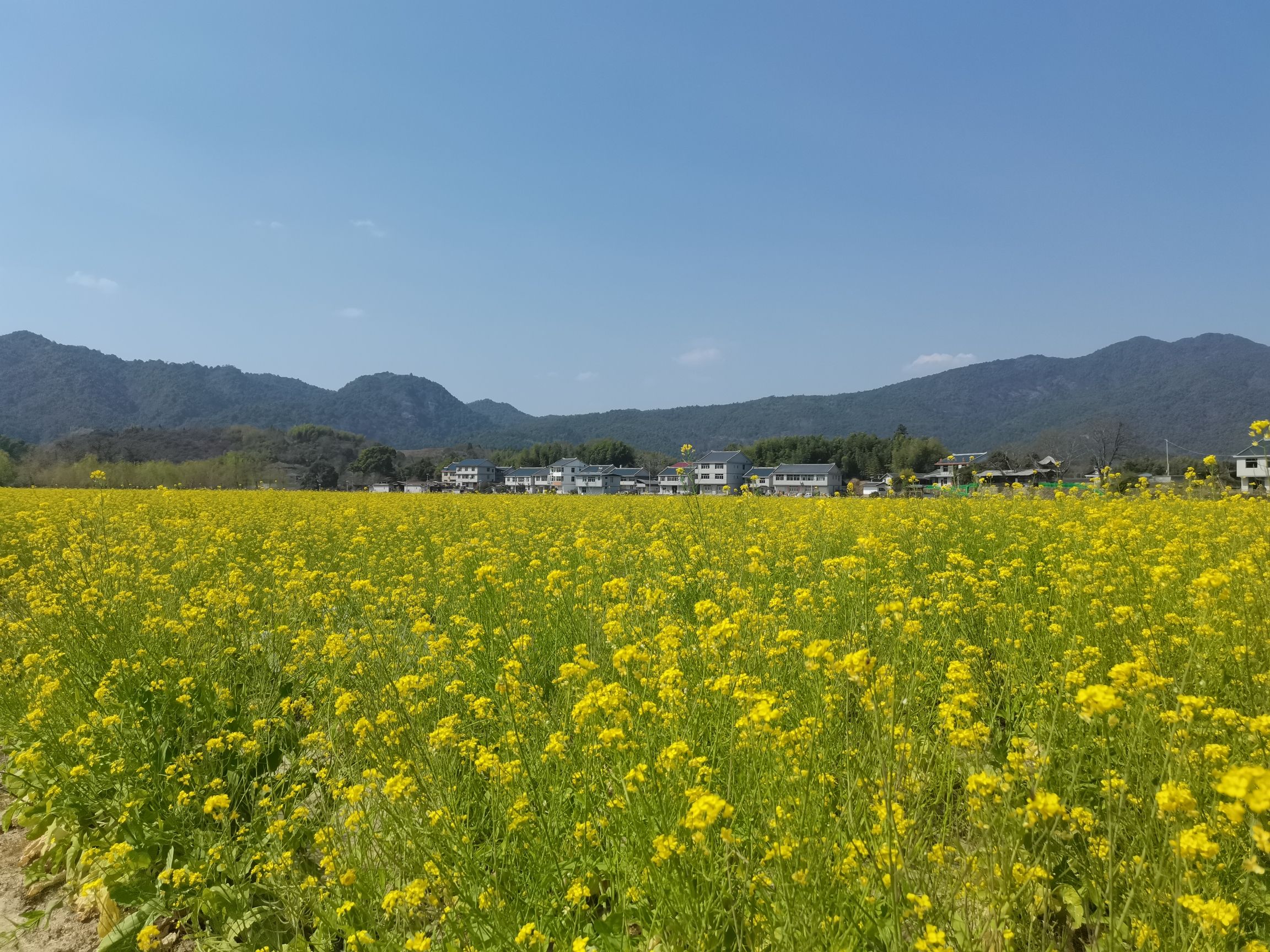 修竹荷苑景区