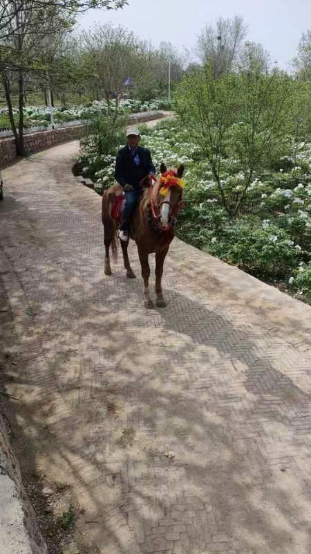 曲阳县葛条沟牡丹园旅行图片