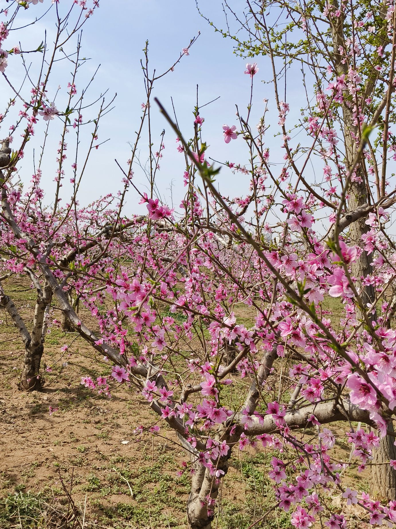 唐庄桃花源