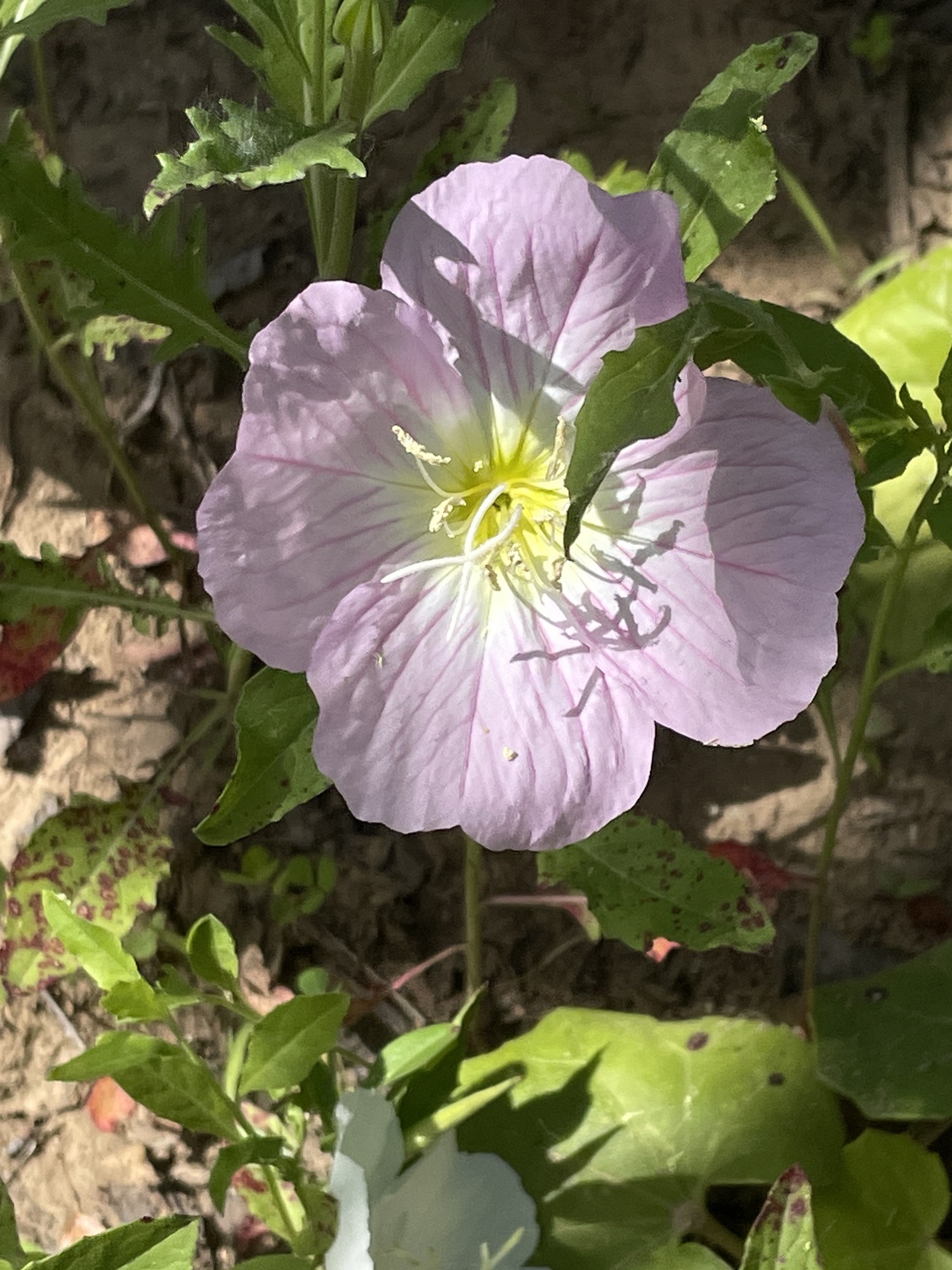 正阳县植物园旅行图片