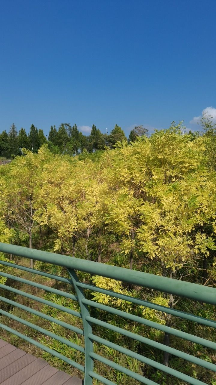 文昌湖绿苑花海旅行图片